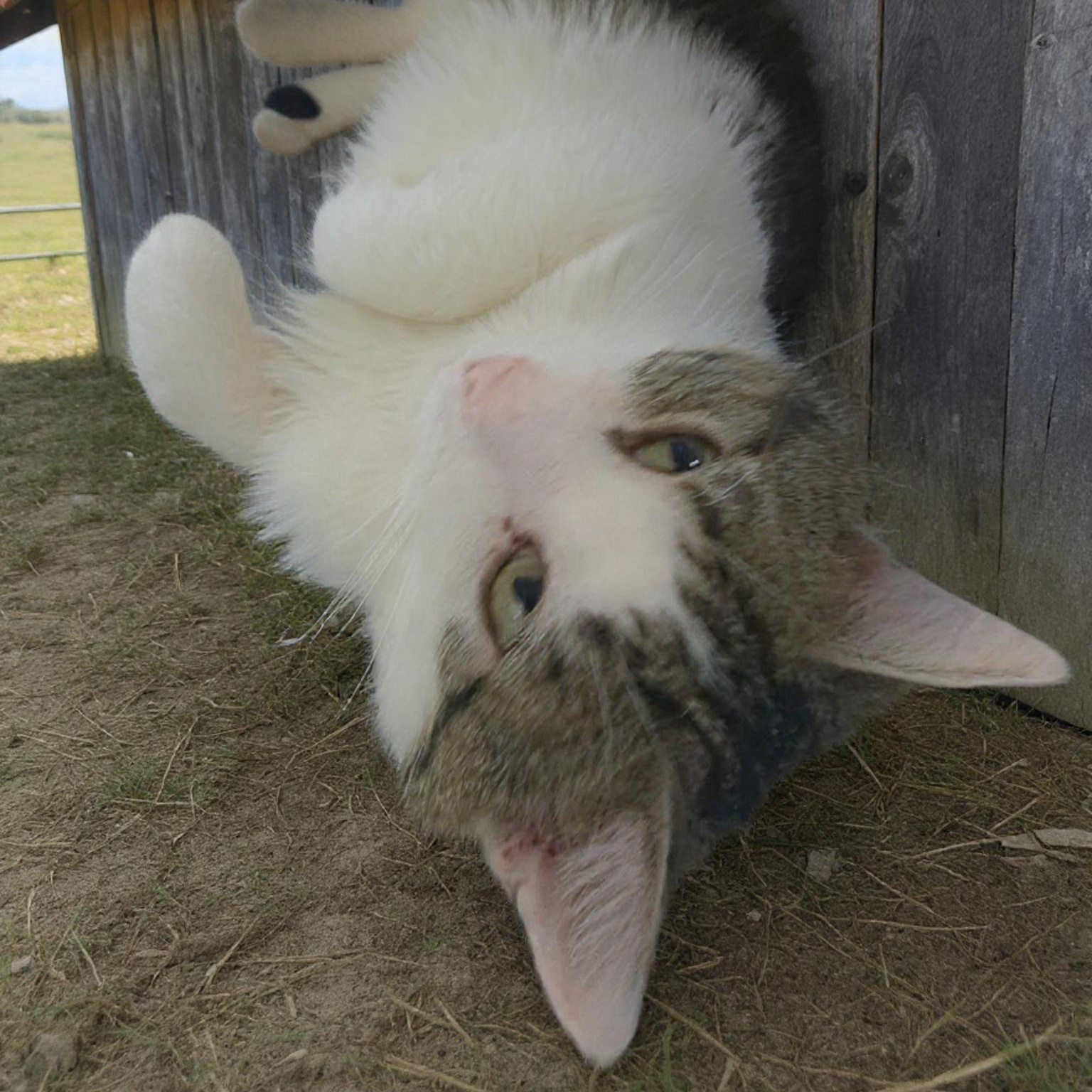 Enlarge Nigel (Coming Soon...), an adopted Domestic Short Hair in Xenia , OH image 4/6
