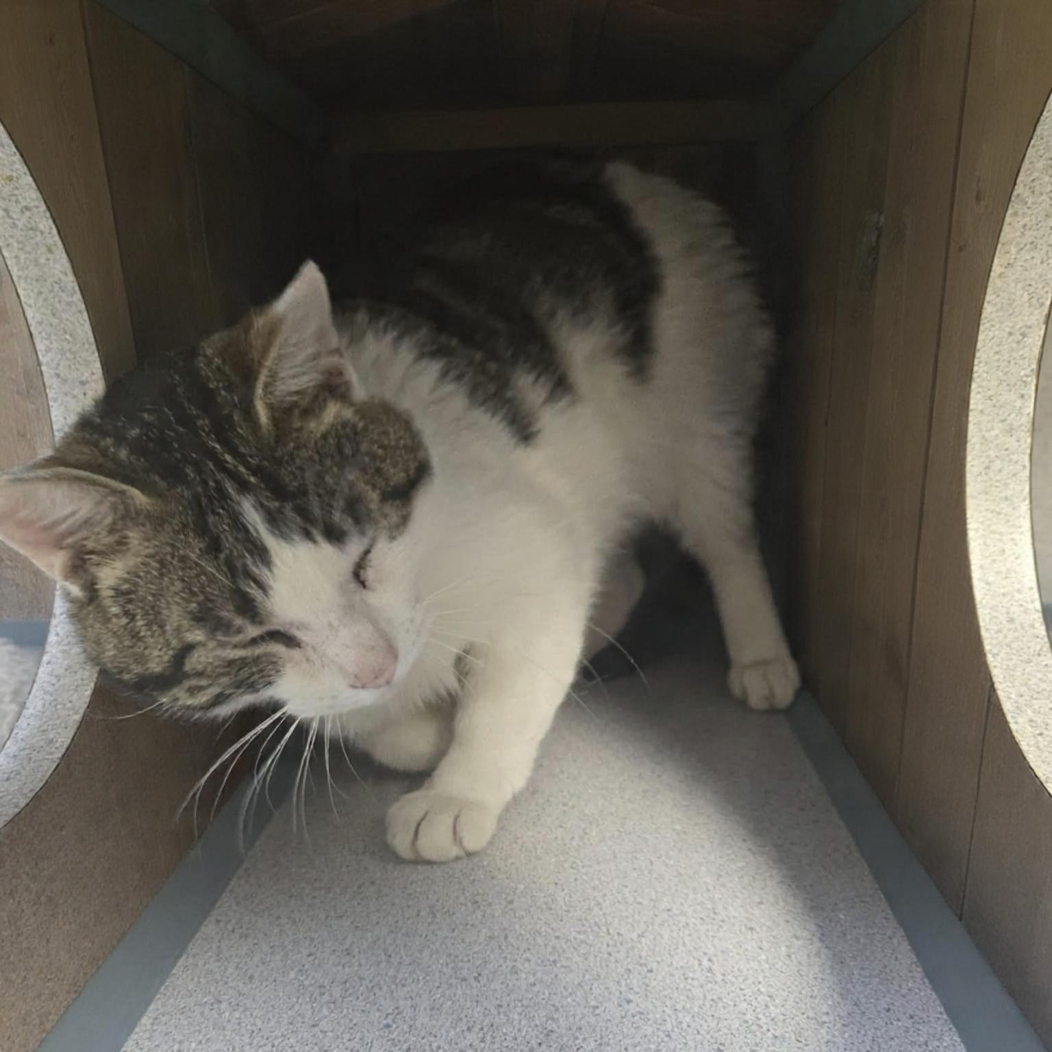 Enlarge Nigel (Coming Soon...), an adopted Domestic Short Hair in Xenia , OH image 5/6