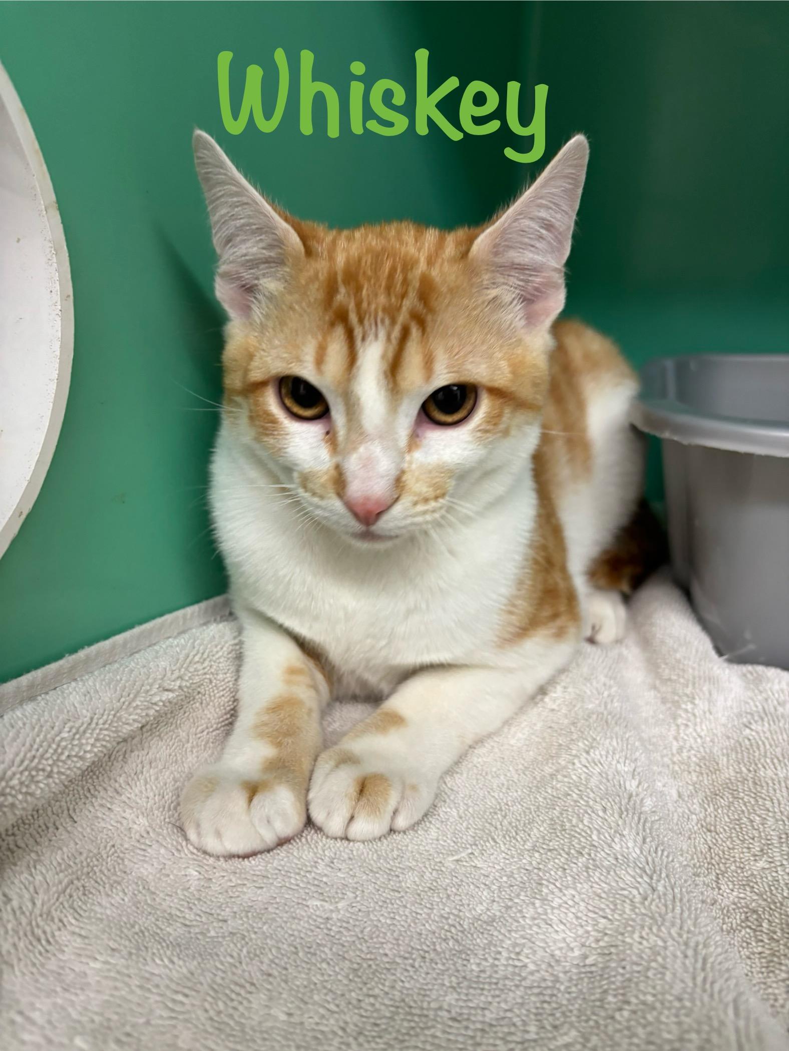 Whiskey , ADOPTABLE, Young Male Domestic Short Hair.