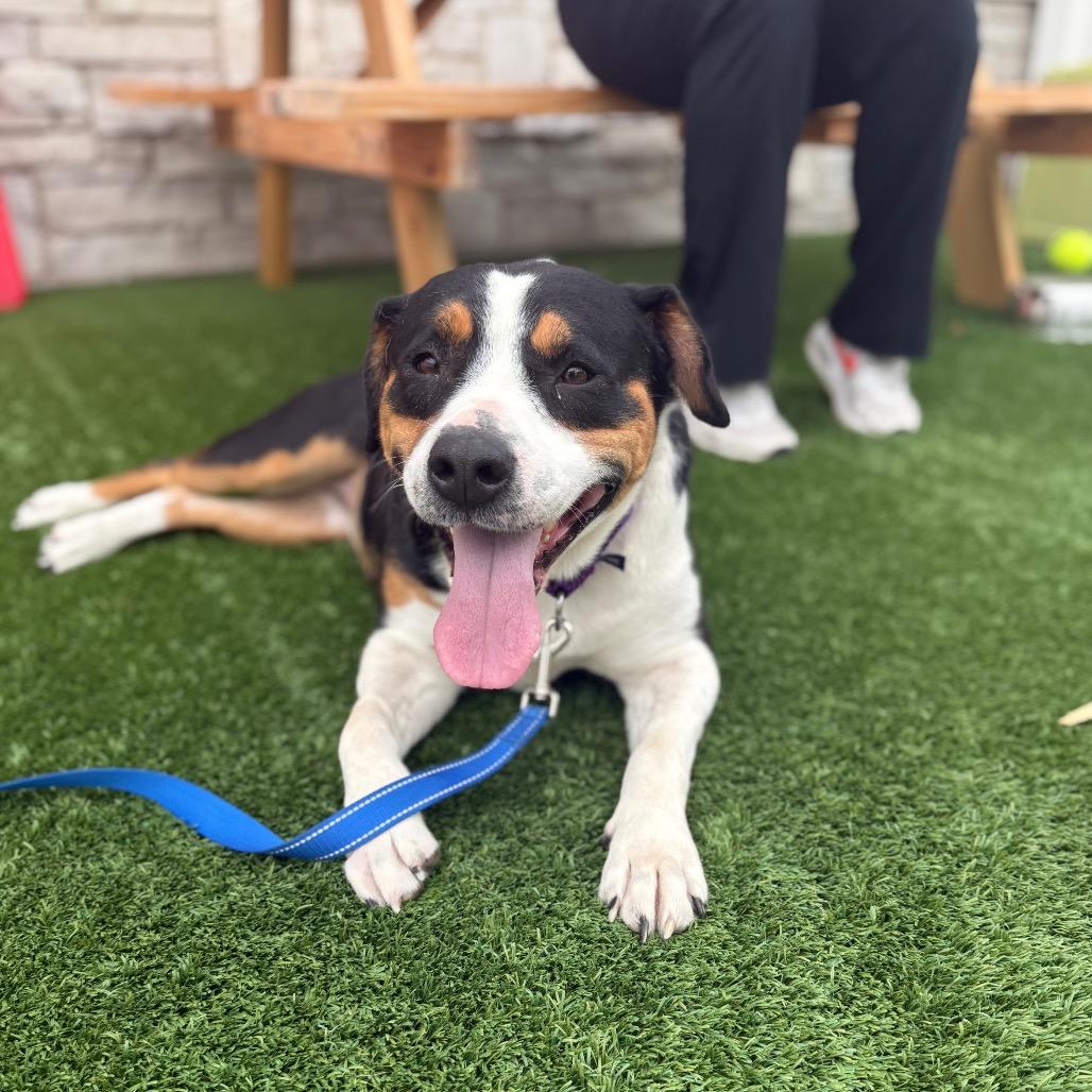 Baby- In Foster to Adopt, Adoptable, Adult Female Mixed Breed.