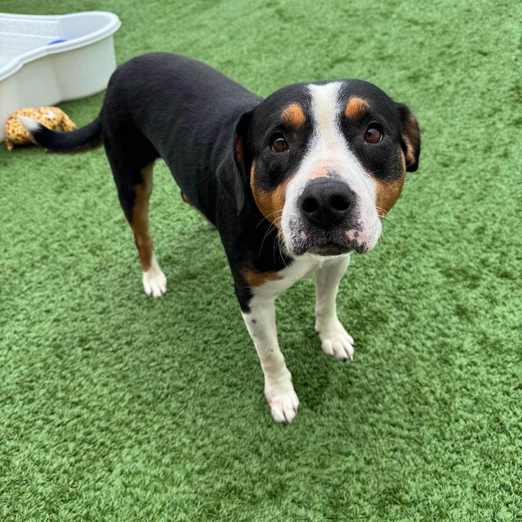 Baby- In Foster to Adopt, a Adoptable Mixed Breed in Naperville, IL image 2/6