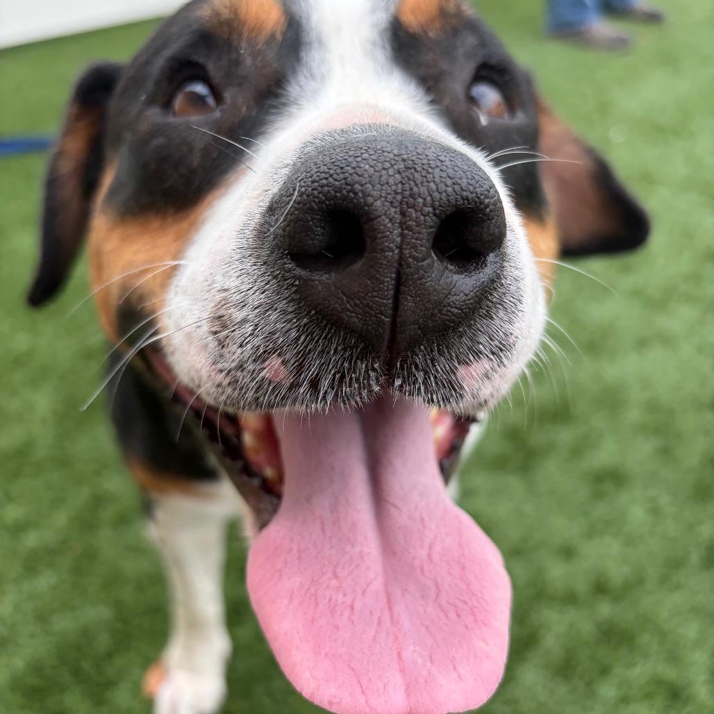 Baby- In Foster to Adopt, a Adoptable Mixed Breed in Naperville, IL image 3/6
