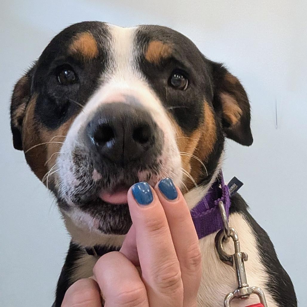 Baby- In Foster to Adopt, a Adoptable Mixed Breed in Naperville, IL image 4/6