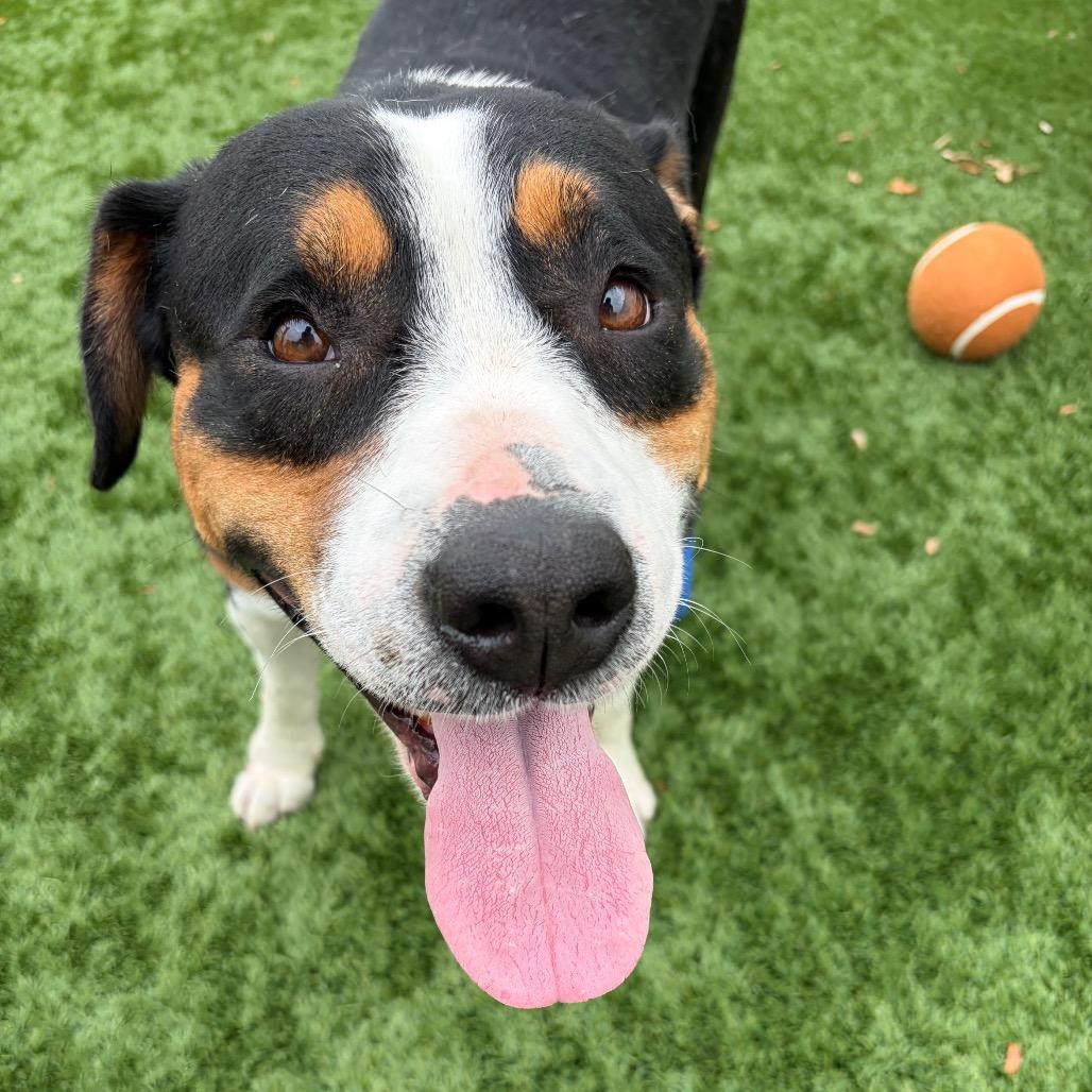 Baby- In Foster to Adopt, a Adoptable Mixed Breed in Naperville, IL image 5/6