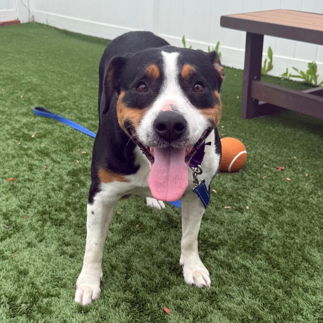 Baby- In Foster to Adopt, a Adoptable Mixed Breed in Naperville, IL image 6/6