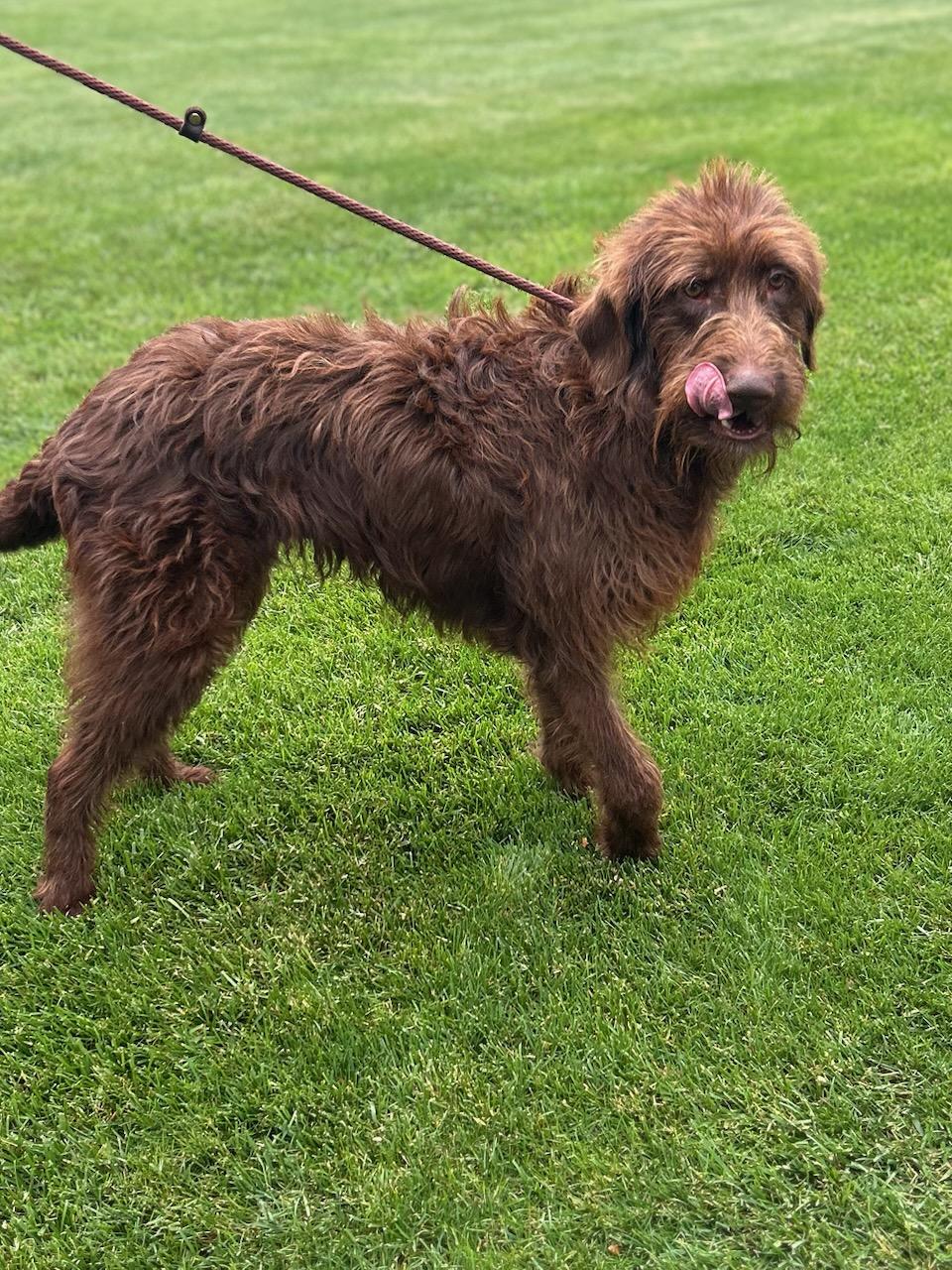 NESTLE (ohiosdrescu(at)gmail.com, a ADOPTABLE Labradoodle in Elyria, OH image 2/2