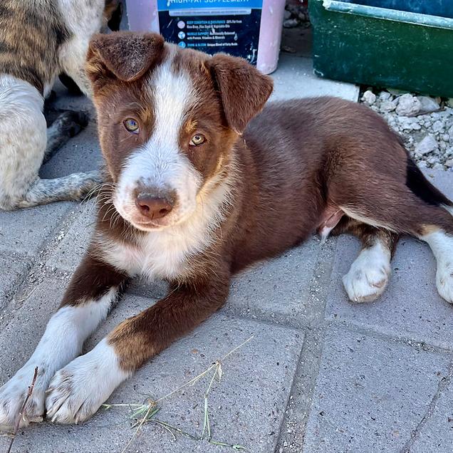 Enlarge Oakley, an adopted mixed breed in Boston, MA image 1/1