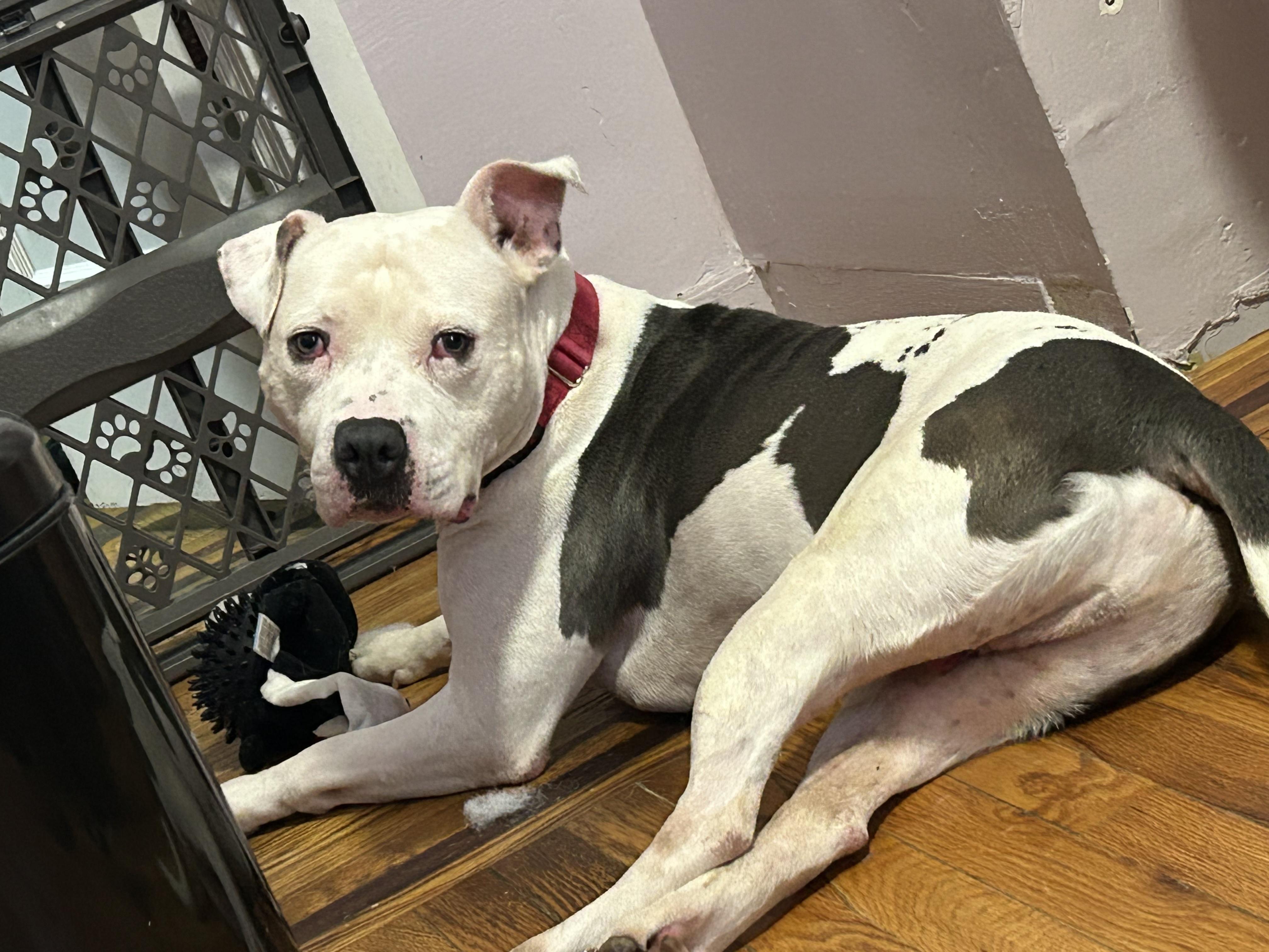 Enlarge Bruno, a Adoptable mixed breed in Bronx, NY image 1/5