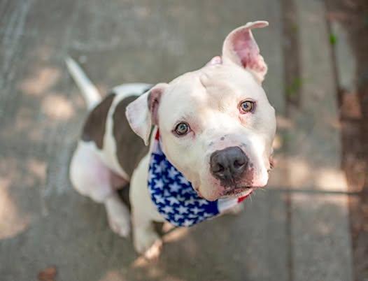 Enlarge Bruno, a Adoptable mixed breed in Bronx, NY image 2/5