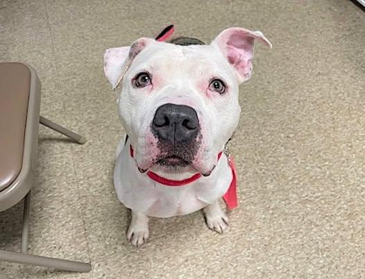 Enlarge Bruno, a Adoptable mixed breed in Bronx, NY image 3/5