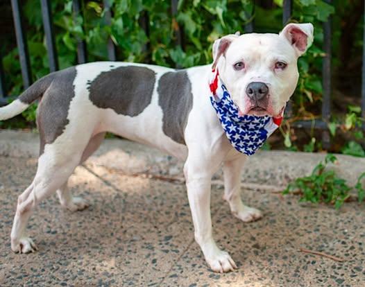 Enlarge Bruno, a Adoptable mixed breed in Bronx, NY image 4/5