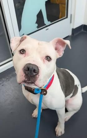 Enlarge Bruno, a Adoptable mixed breed in Bronx, NY image 5/5