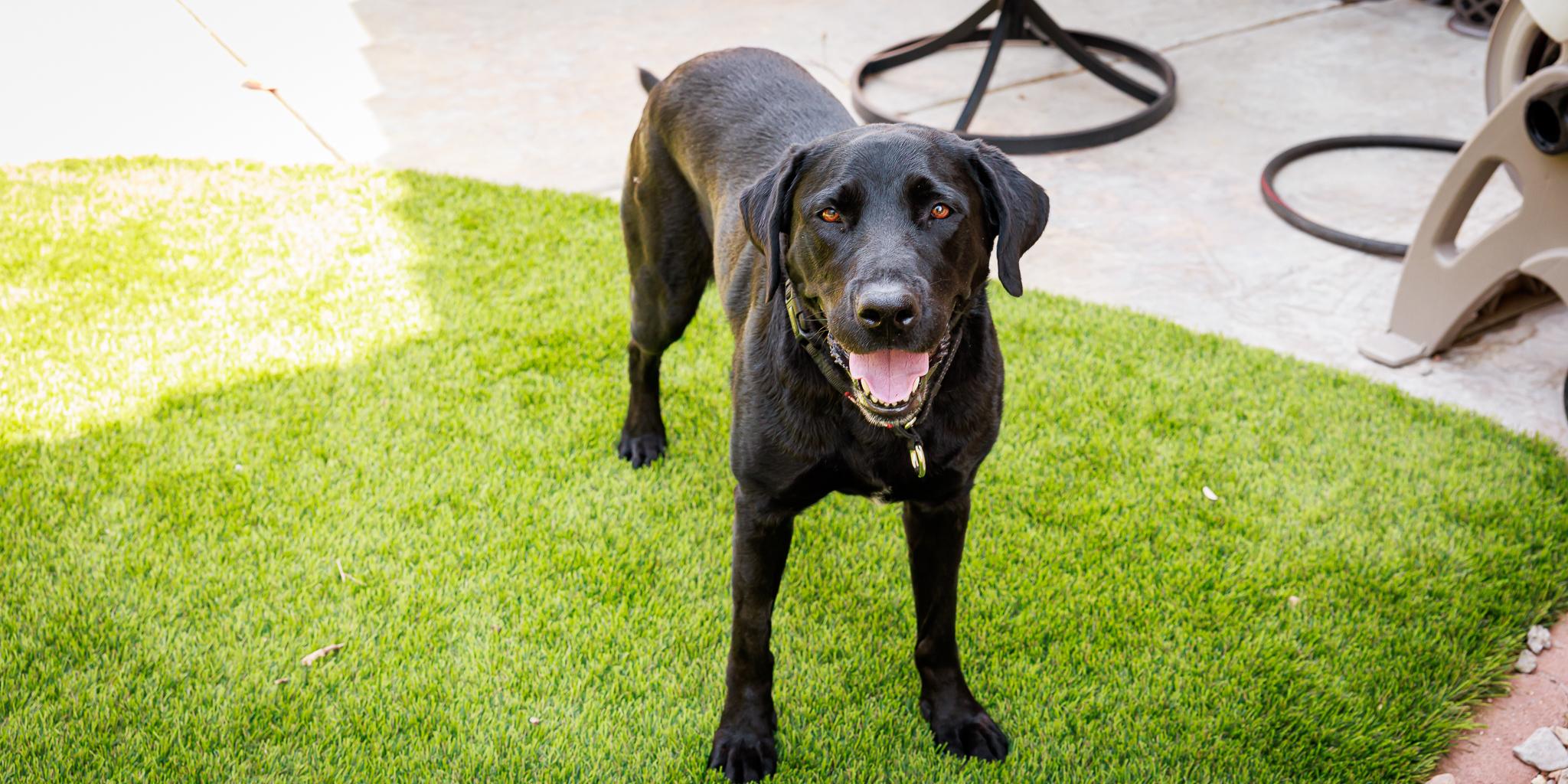 Enlarge Bear, a Adopted Labrador Retriever in Las Vegas, NV image 2/5