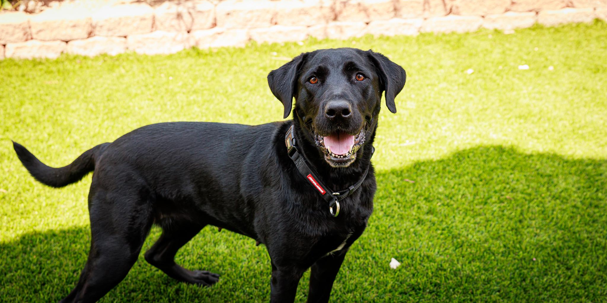 Enlarge Bear, a Adopted Labrador Retriever in Las Vegas, NV image 5/5