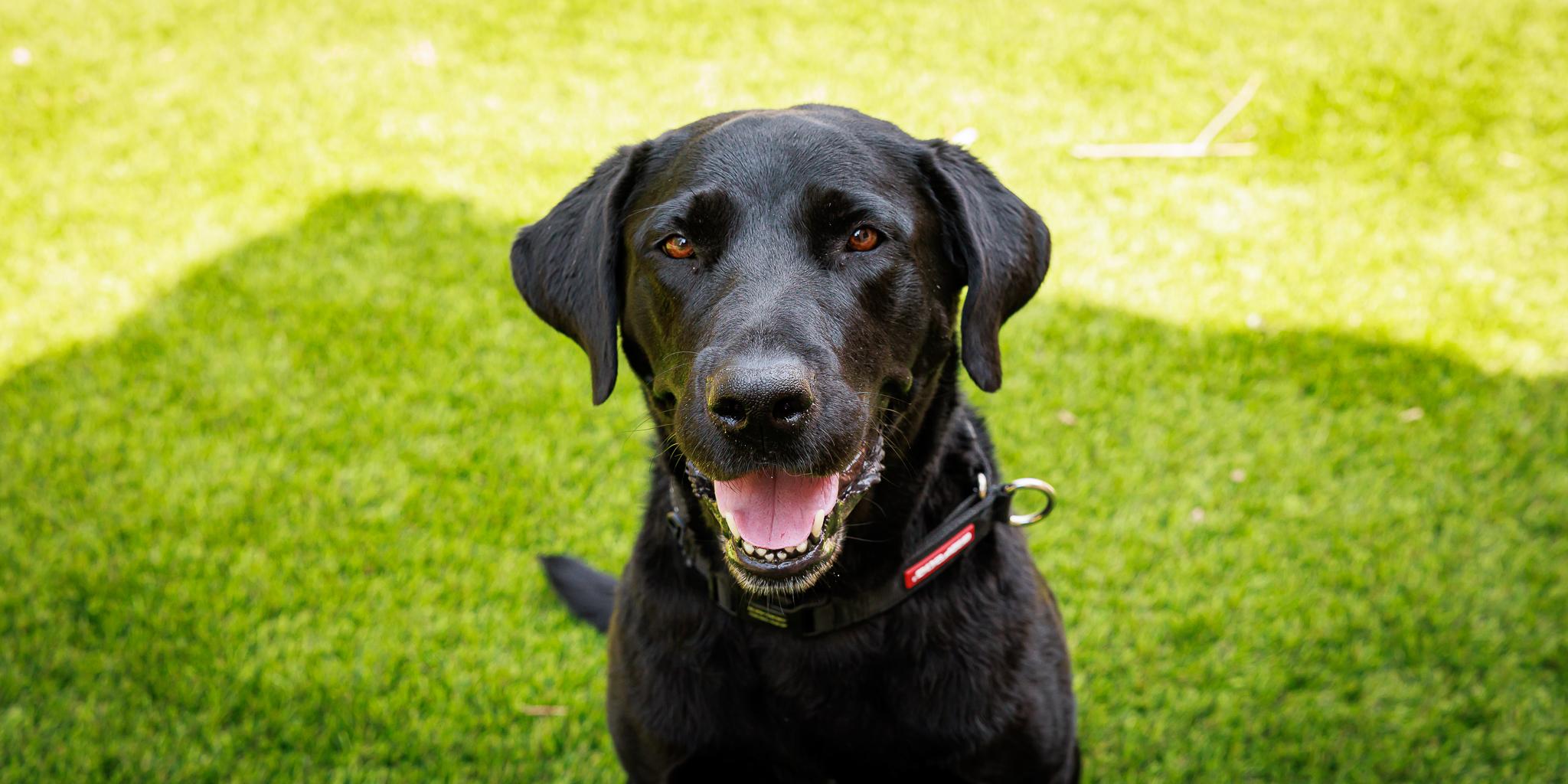 Enlarge Bear, a Adopted Labrador Retriever in Las Vegas, NV image 3/5