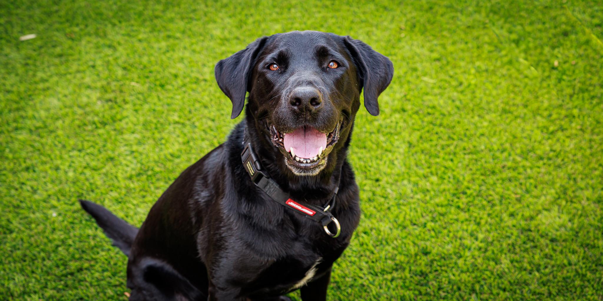 Bear, Adopted, Adult Female Labrador Retriever.
