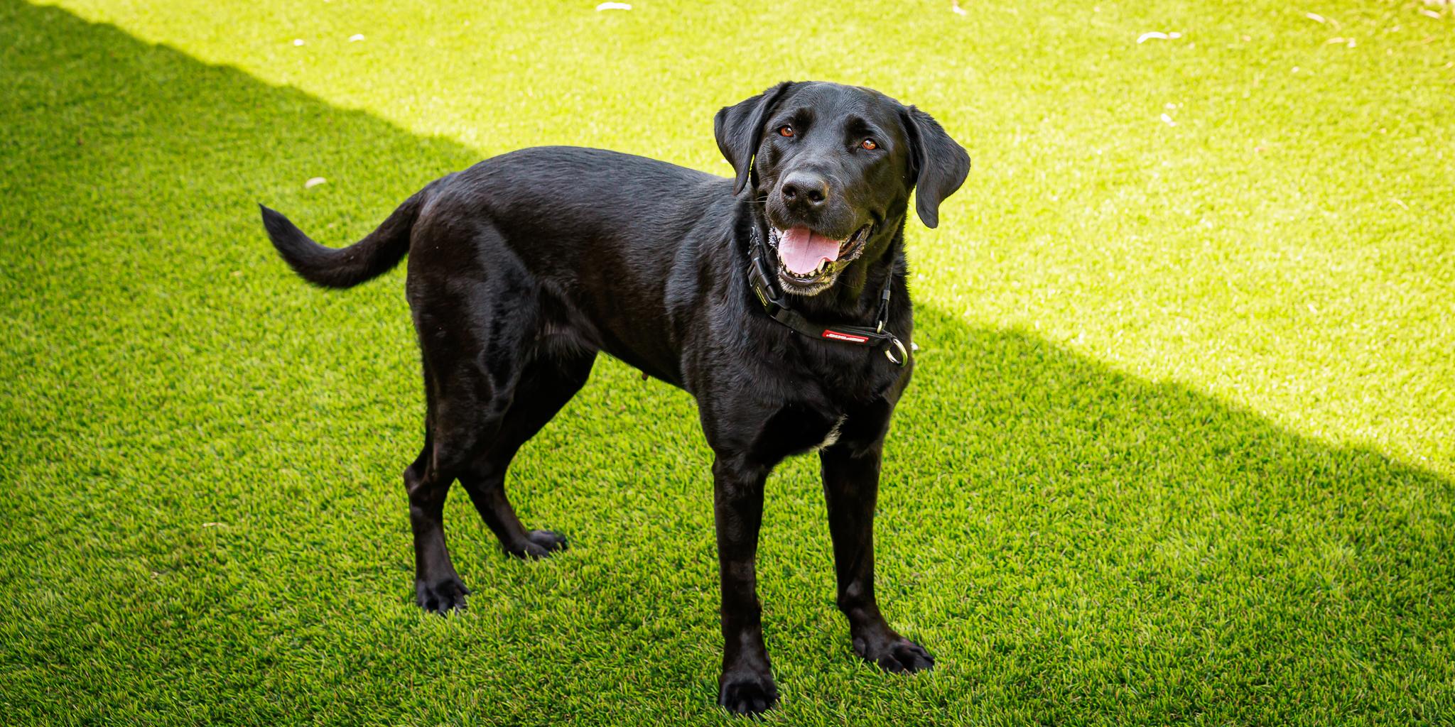 Enlarge Bear, a Adopted Labrador Retriever in Las Vegas, NV image 4/5