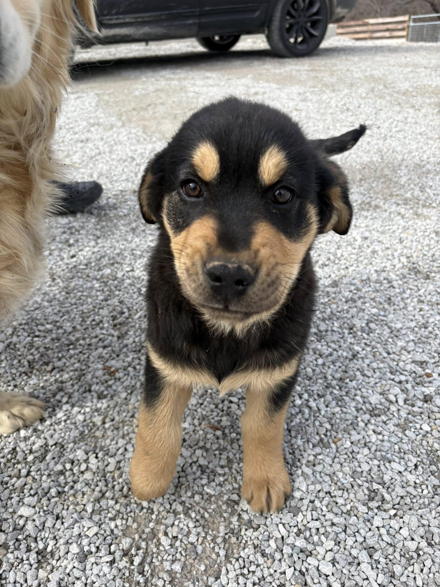 Benedict, ADOPTABLE, Puppy Male Golden Retriever & Rottweiler.