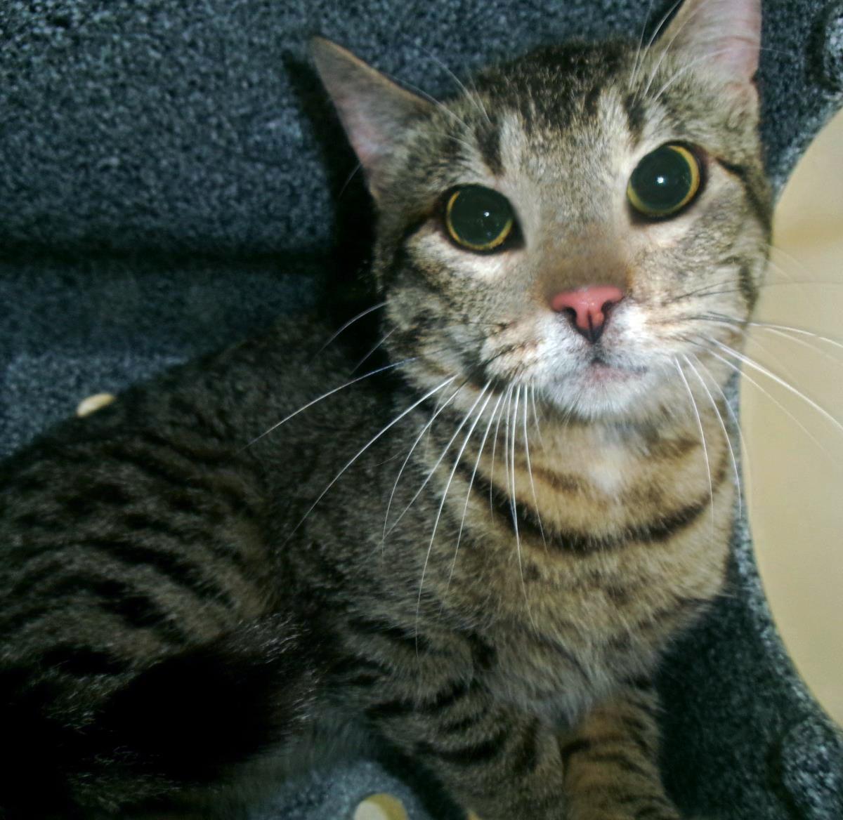 Snipe (Working Cat), Adoptable, Adult Male Domestic Short Hair.