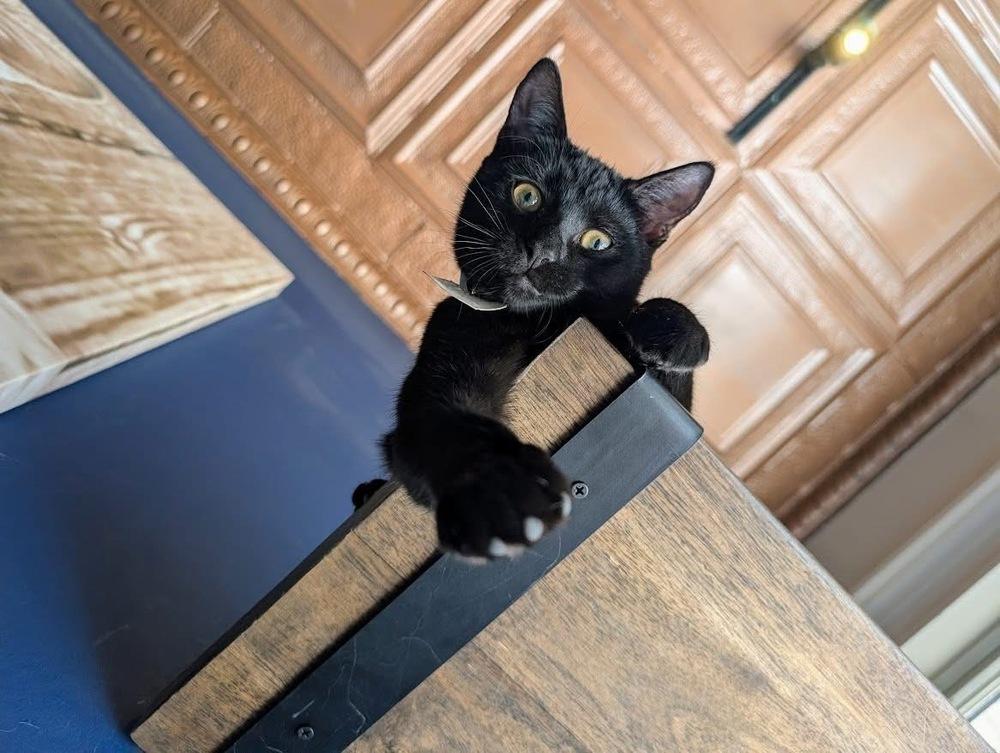 Enlarge Jill, a Adoptable Domestic Short Hair in Lewisburg, PA image 1/4