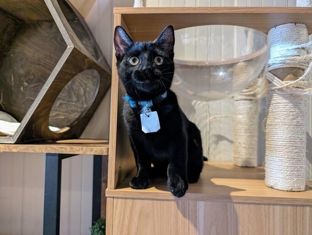 Enlarge Jill, a Adoptable Domestic Short Hair in Lewisburg, PA image 2/4