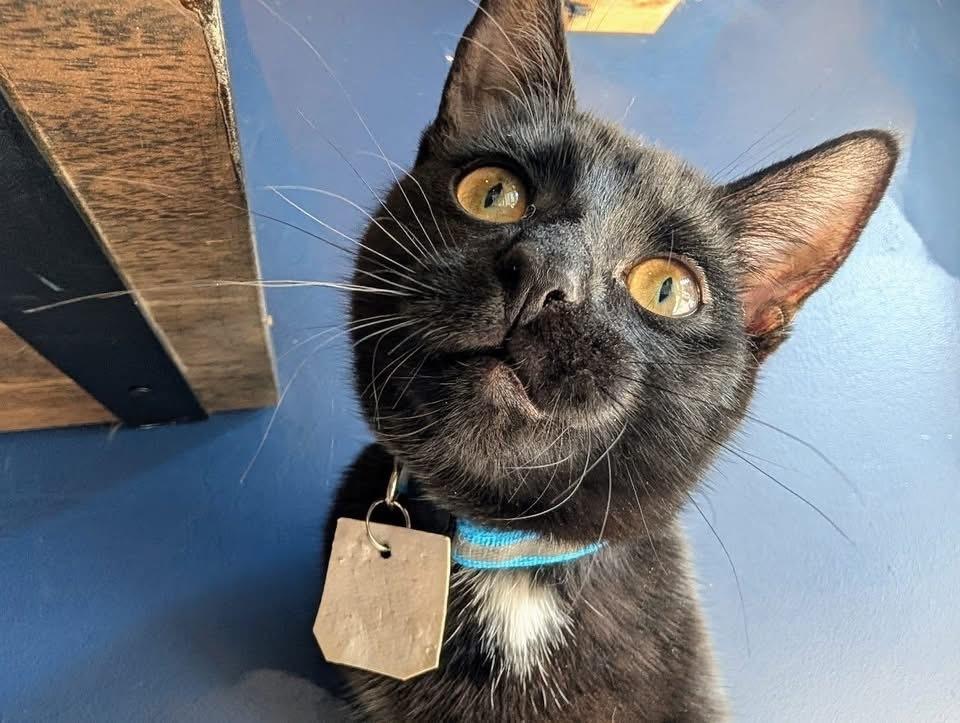 Enlarge Jill, a Adoptable Domestic Short Hair in Lewisburg, PA image 3/4