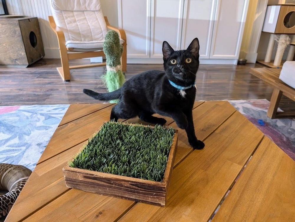 Enlarge Jill, a Adoptable Domestic Short Hair in Lewisburg, PA image 4/4