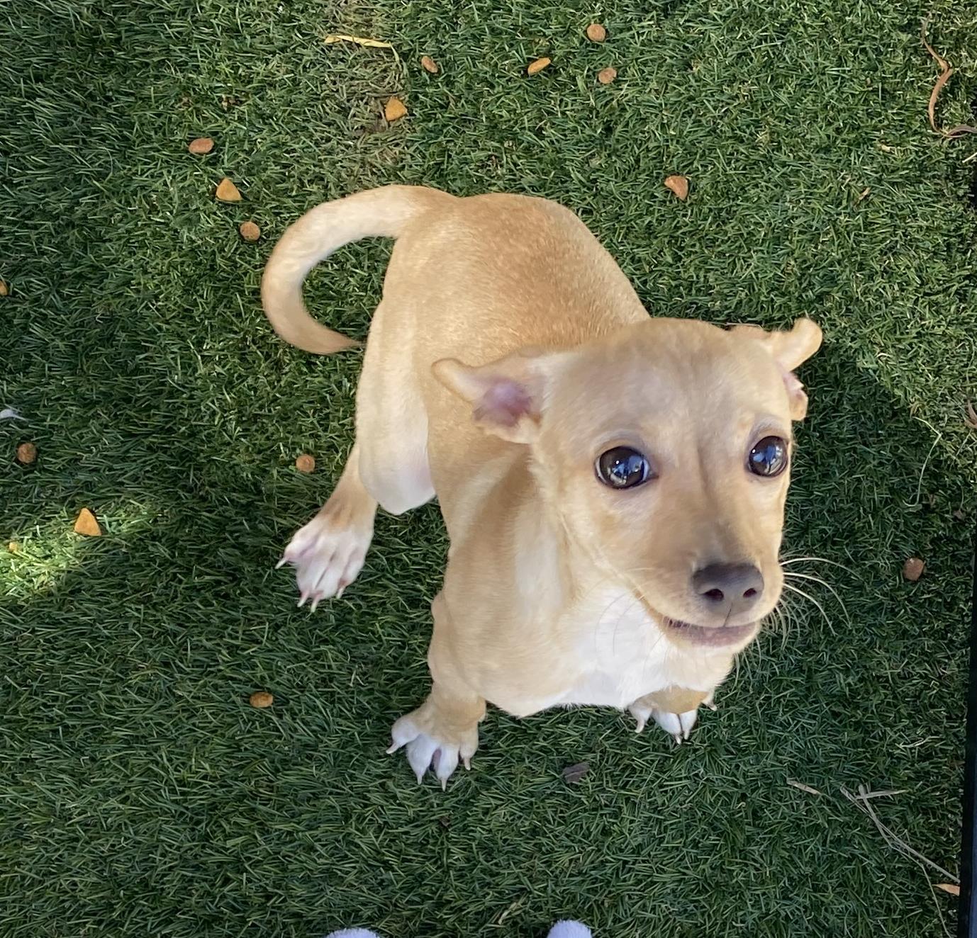 Orella, an adoptable Maltipoo in El Paso, TX, 79821 | Photo Image 1