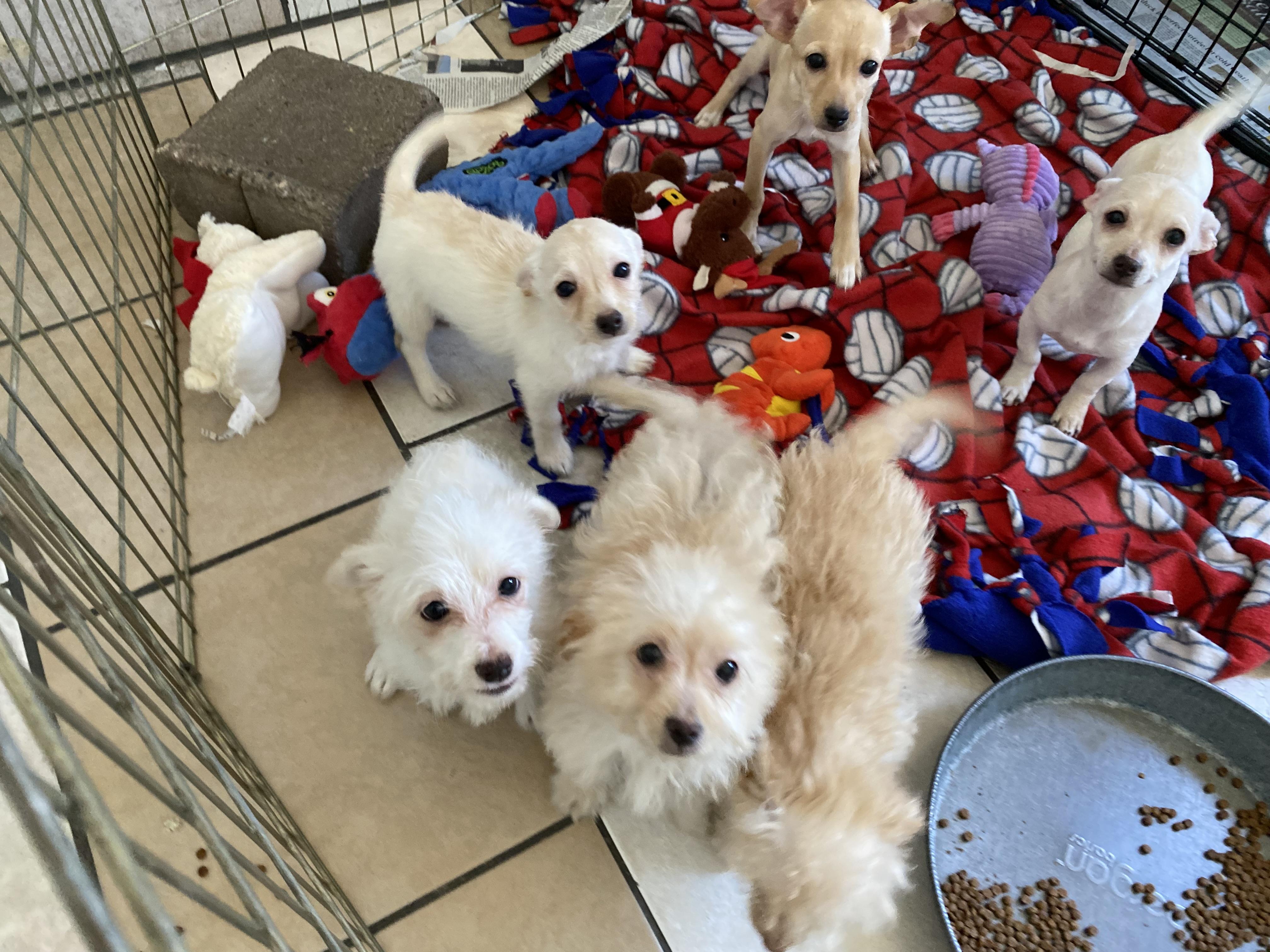 Orella, an adoptable Maltipoo in El Paso, TX, 79821 | Photo Image 2