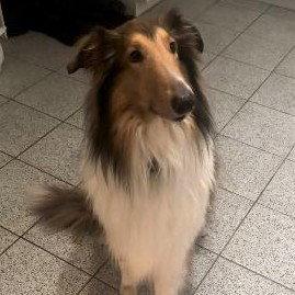 Enlarge Rufus (adoption pending), a Adoptable Collie in Dublin, OH image 1/1