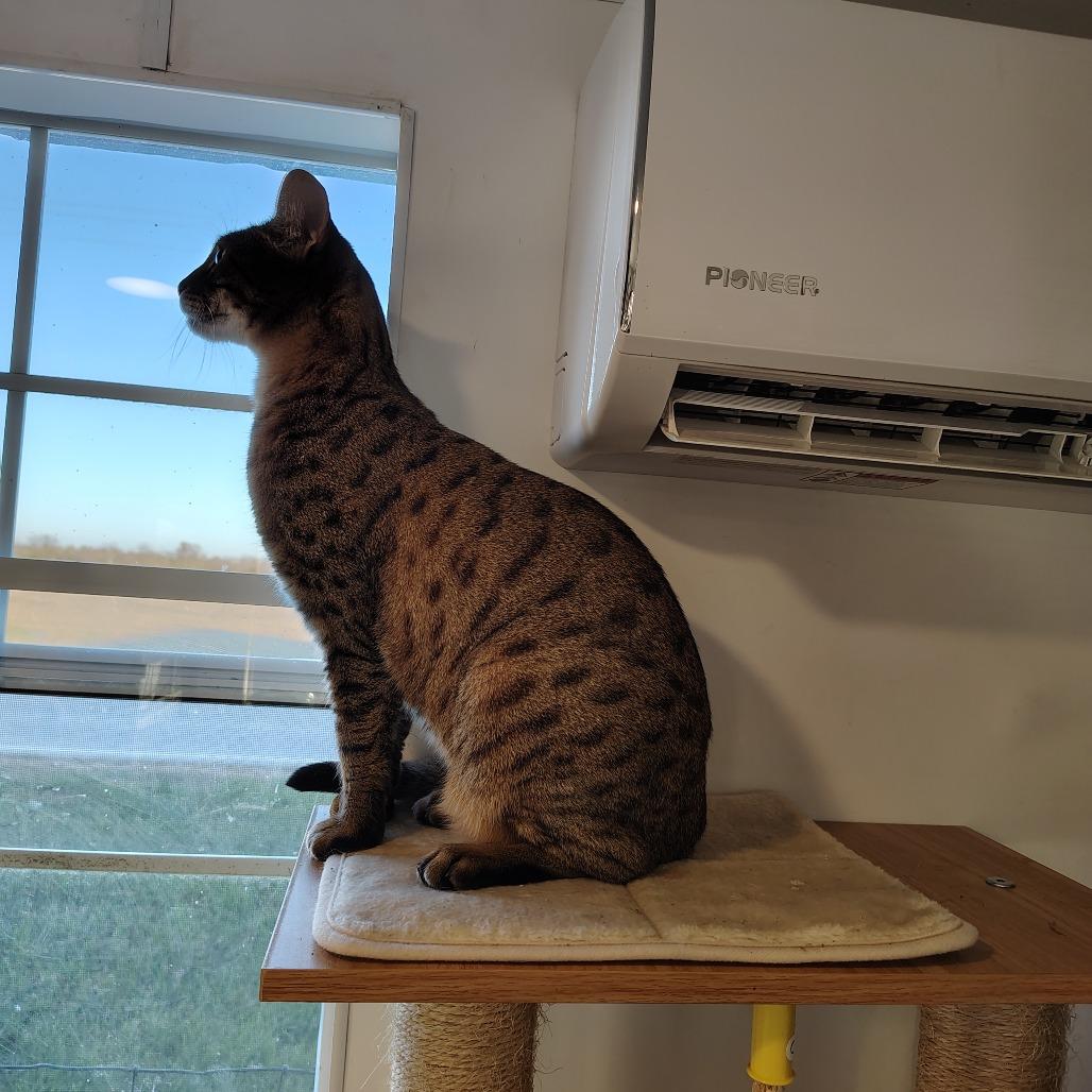 Enlarge Nala, a Adoptable Domestic Short Hair in Osawatomie, KS image 1/2