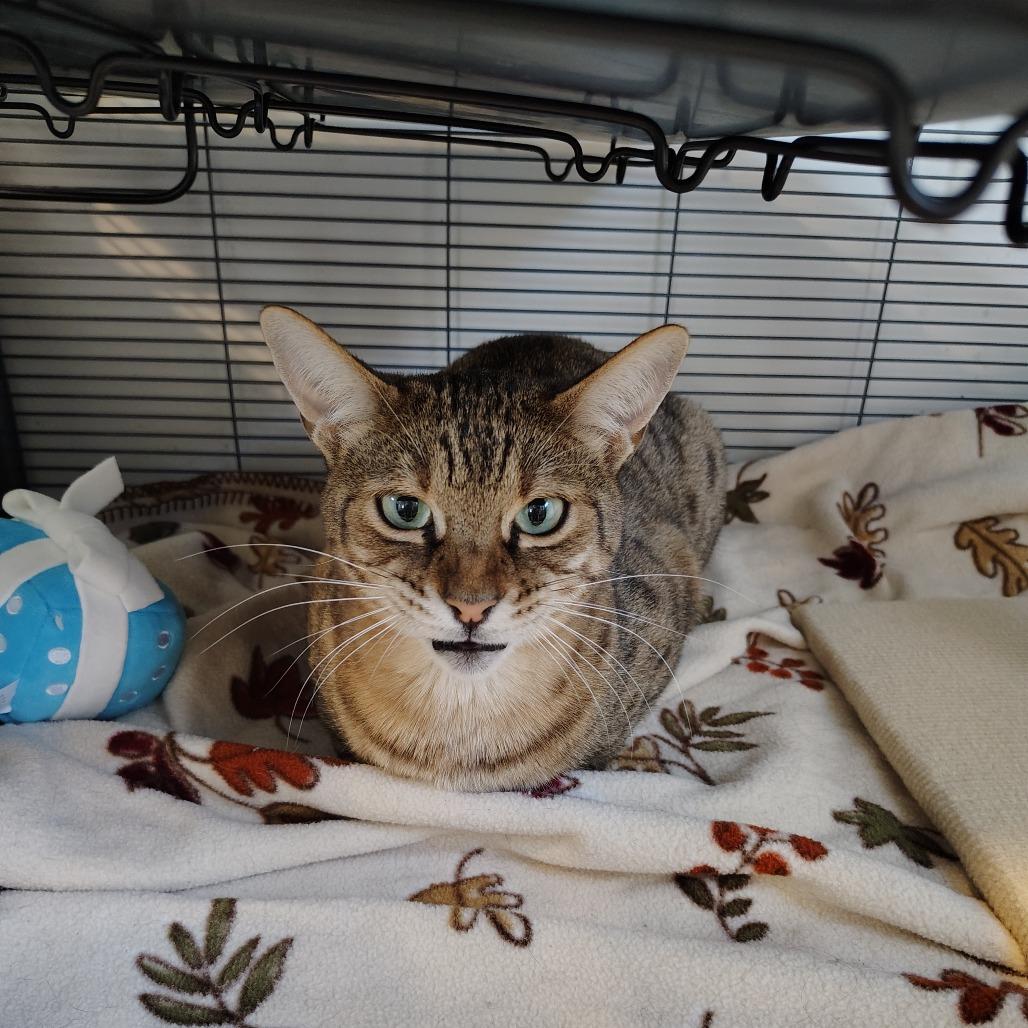 Enlarge Nala, a Adoptable Domestic Short Hair in Osawatomie, KS image 2/2