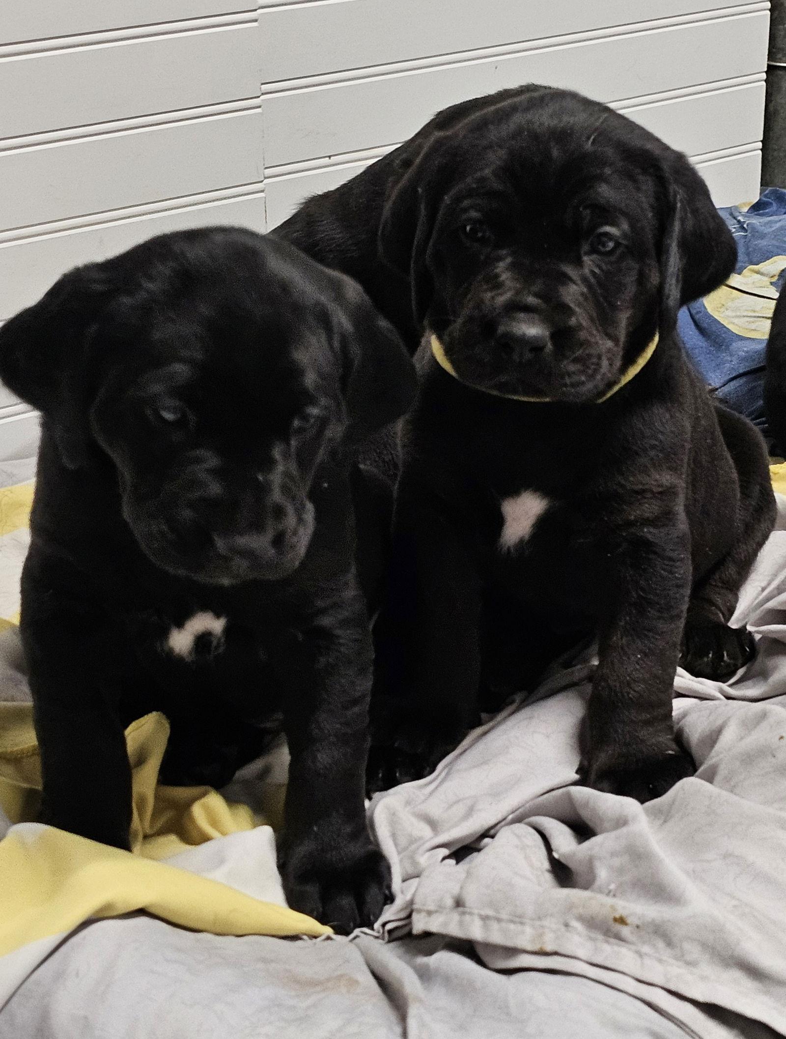 Olive, Adoptable, Puppy Female Labrador Retriever.