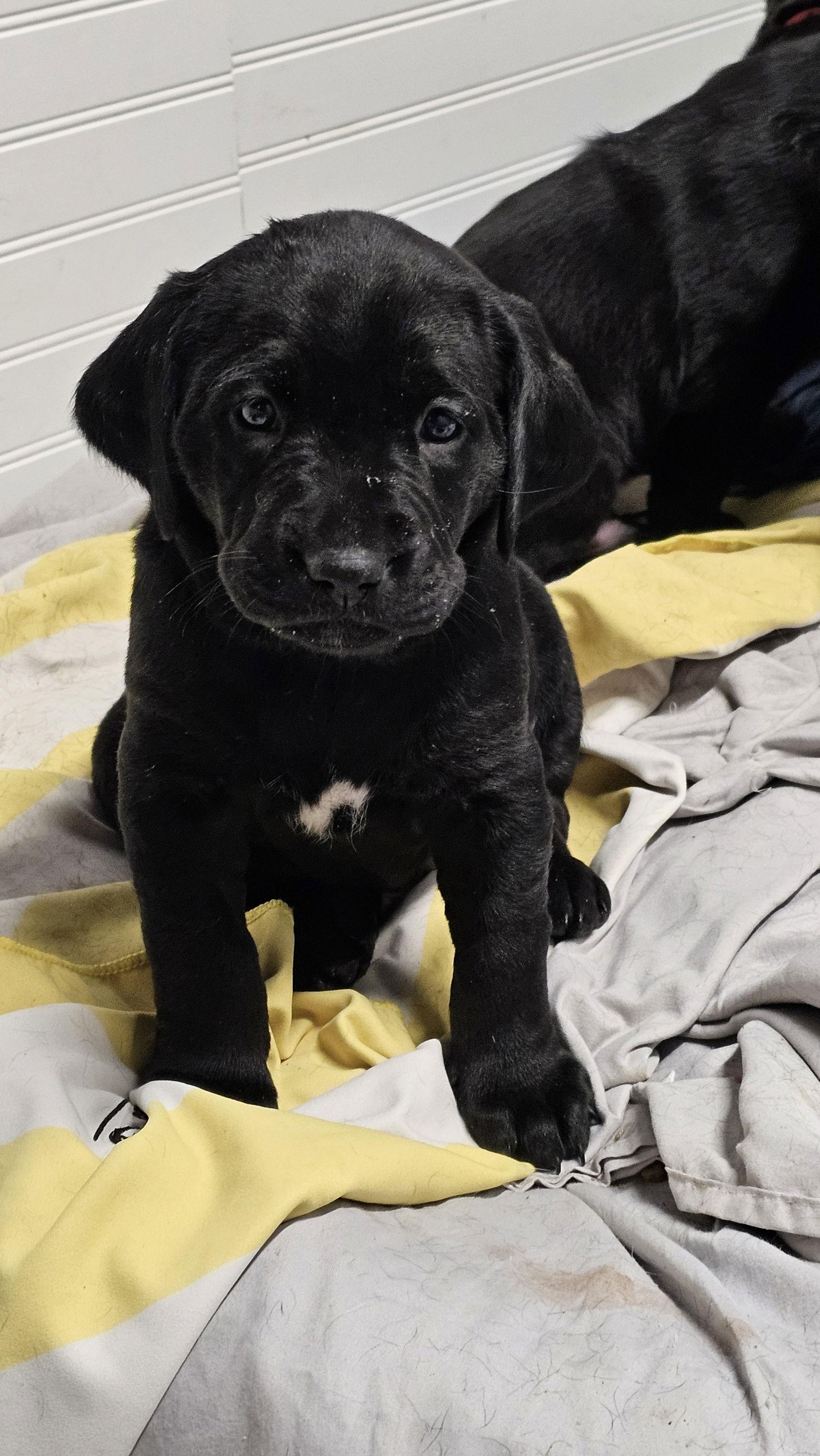 Olive, a Adoptable Labrador Retriever in Croydon, NH image 2/3