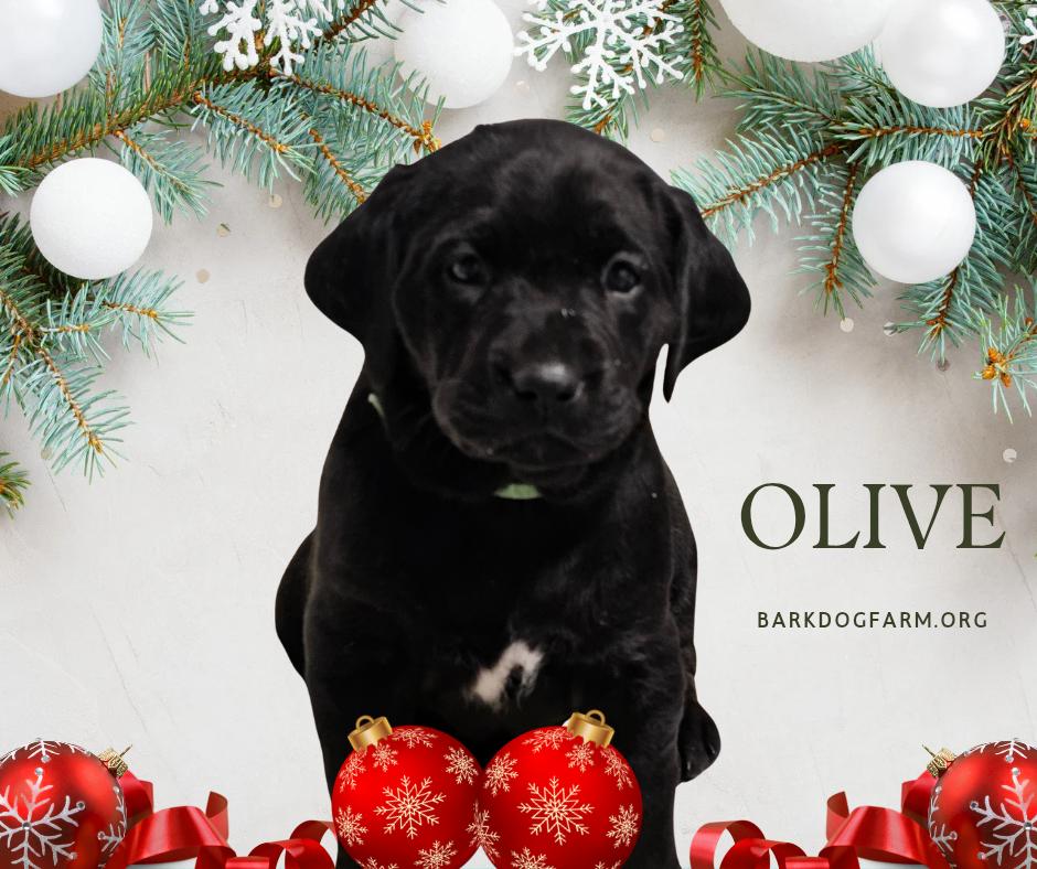 Olive, a Adoptable Labrador Retriever in Croydon, NH image 3/3