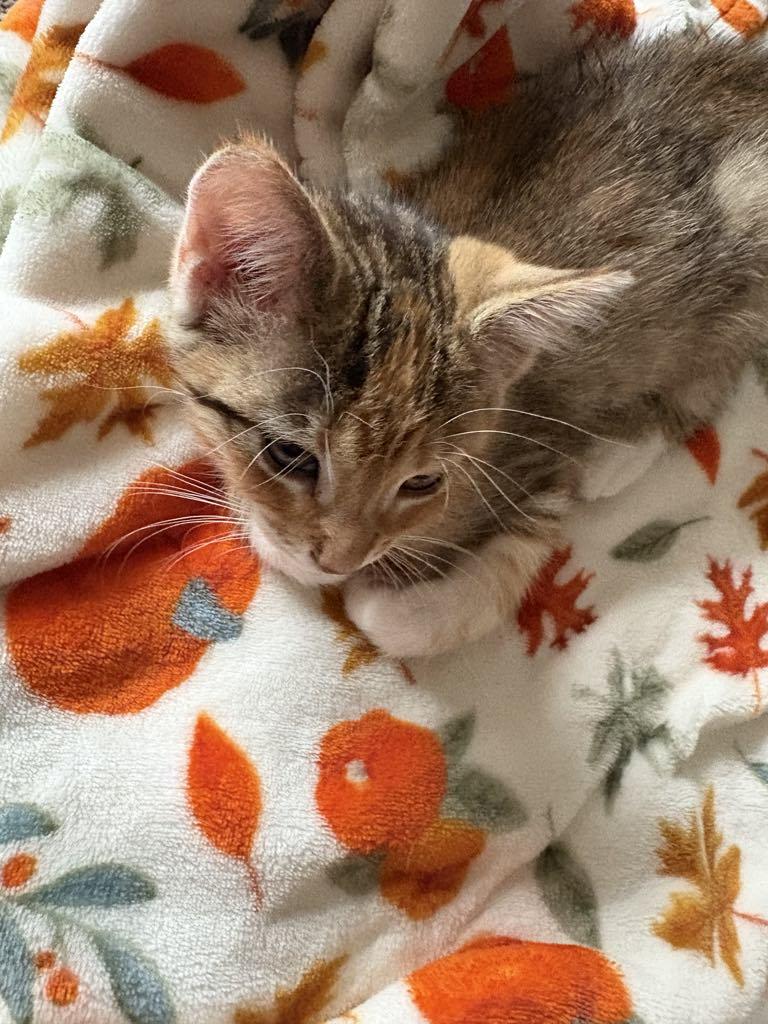 Helen, Adoptable, Young Female Domestic Short Hair.