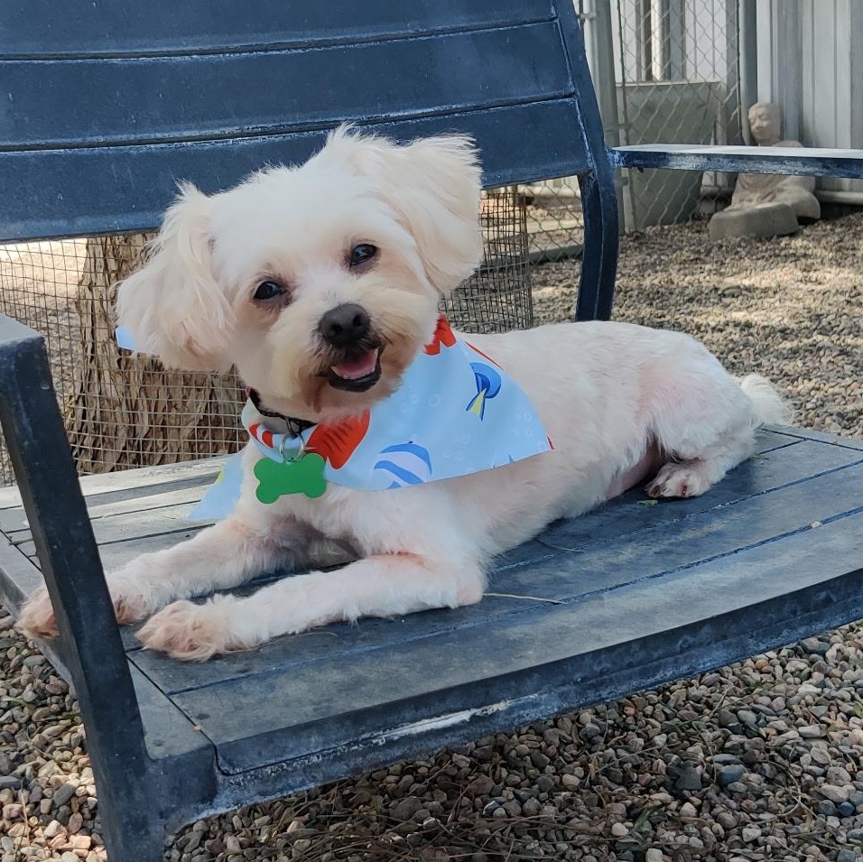 BENJI, Adoptable, Adult Male Maltipoo & Poodle.