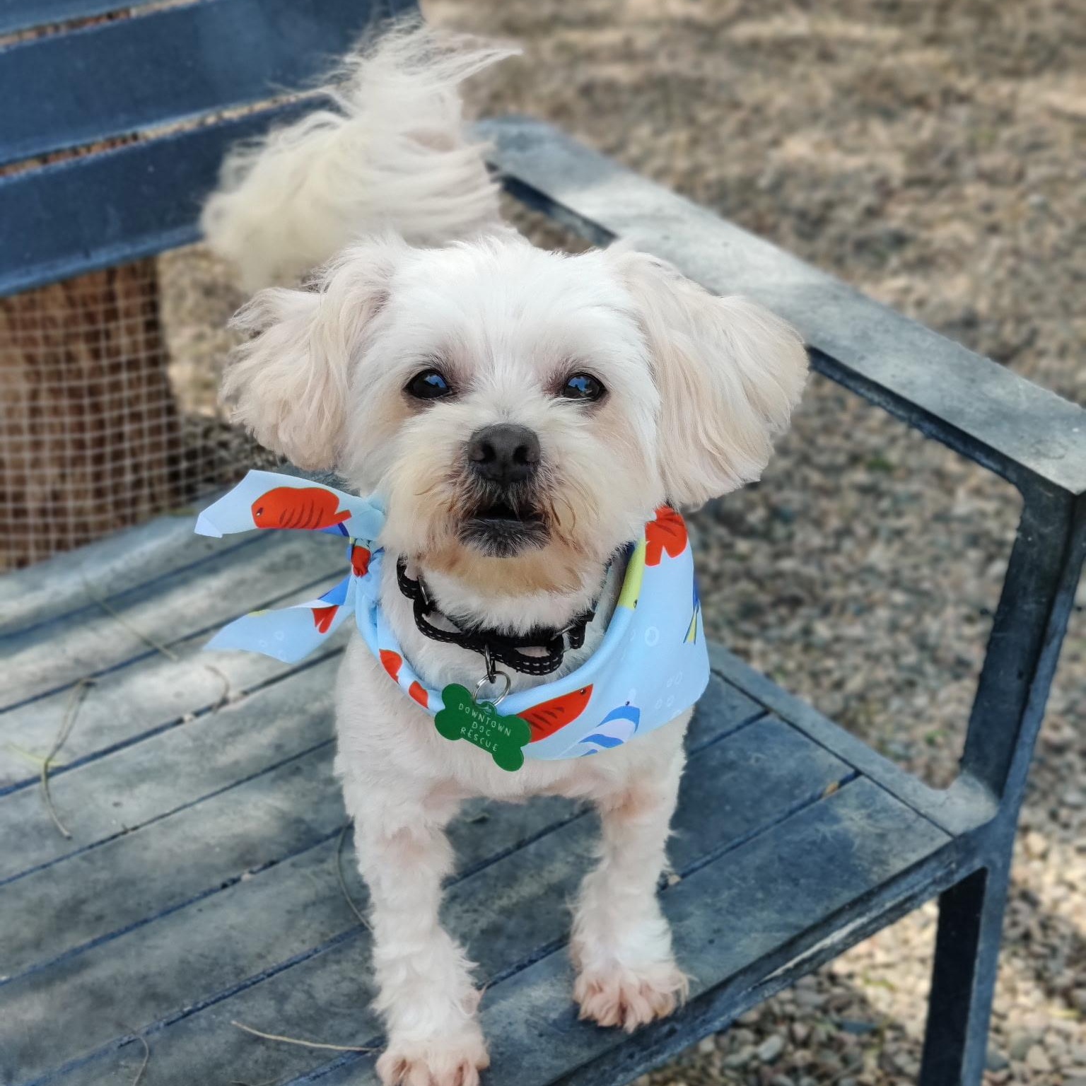 Enlarge BENJI, a Adoptable mixed breed in Pasadena, CA image 4/5