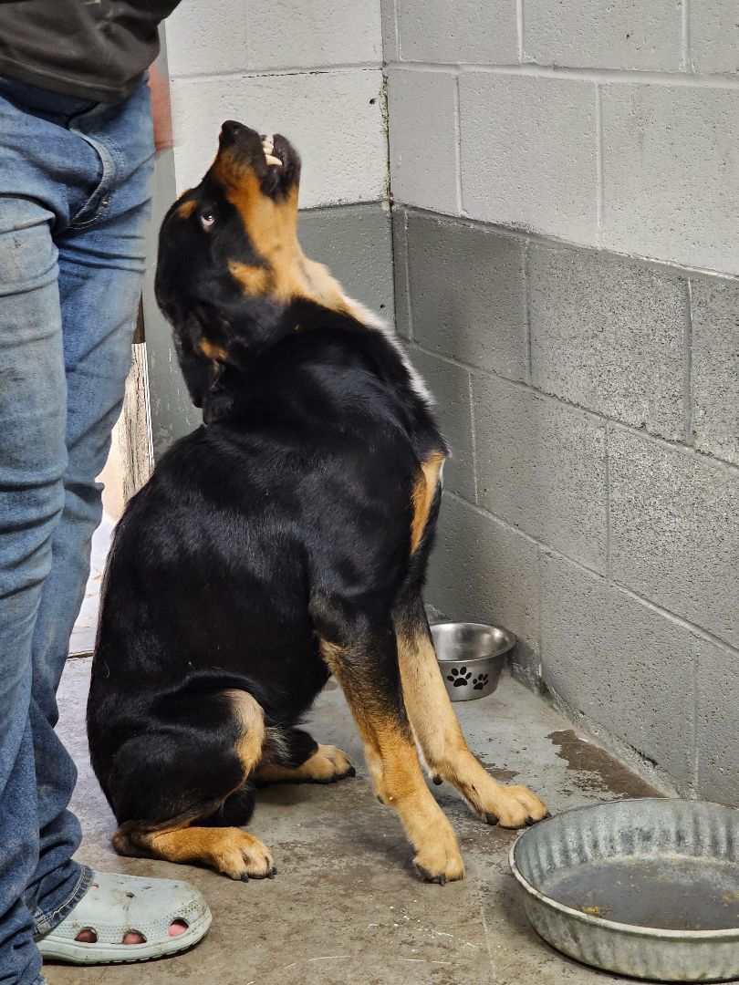 Nero, a Adoptable mixed breed in Kermit, TX image 1/4