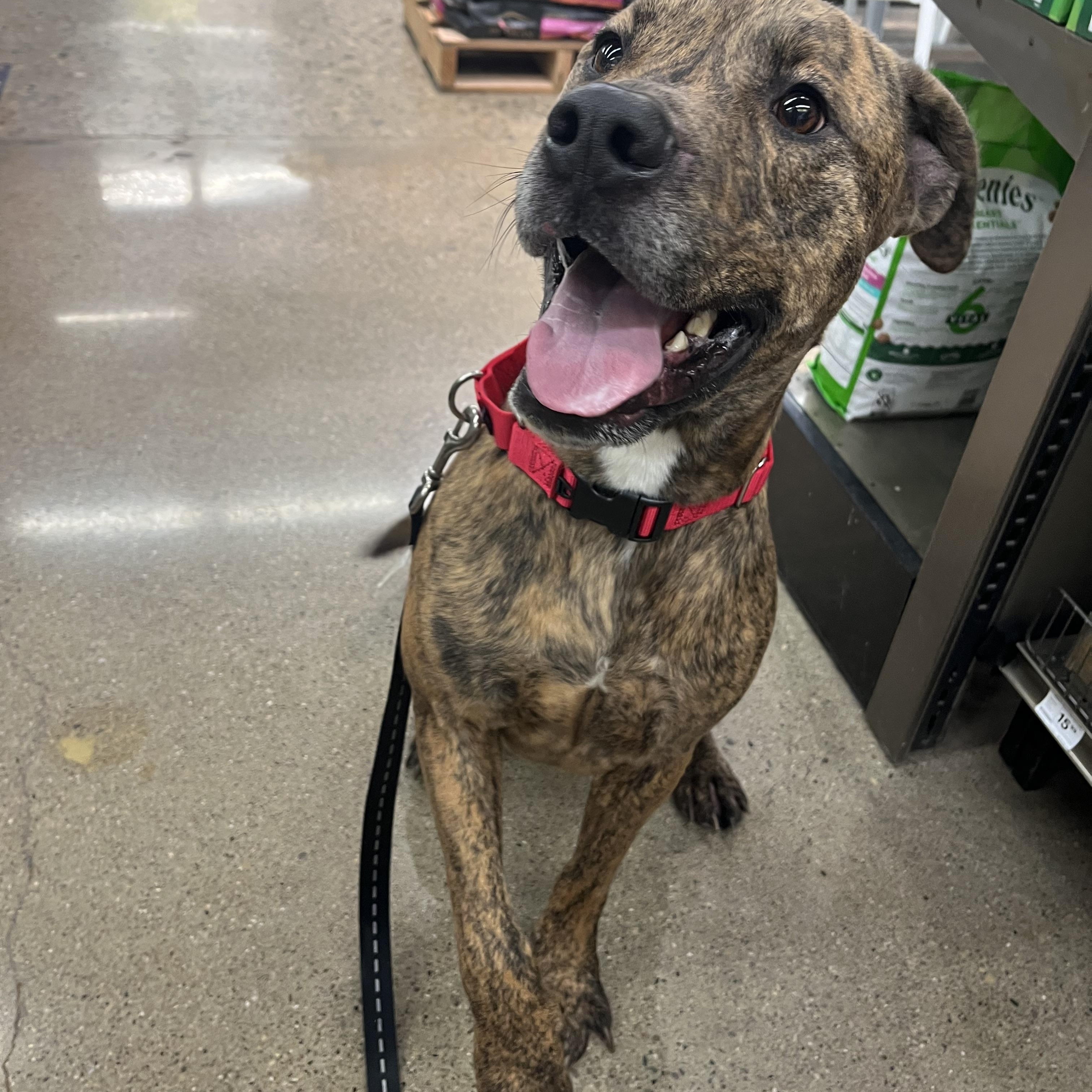 Bud, a Adoptable Pit Bull Terrier in Xenia, OH image 2/6