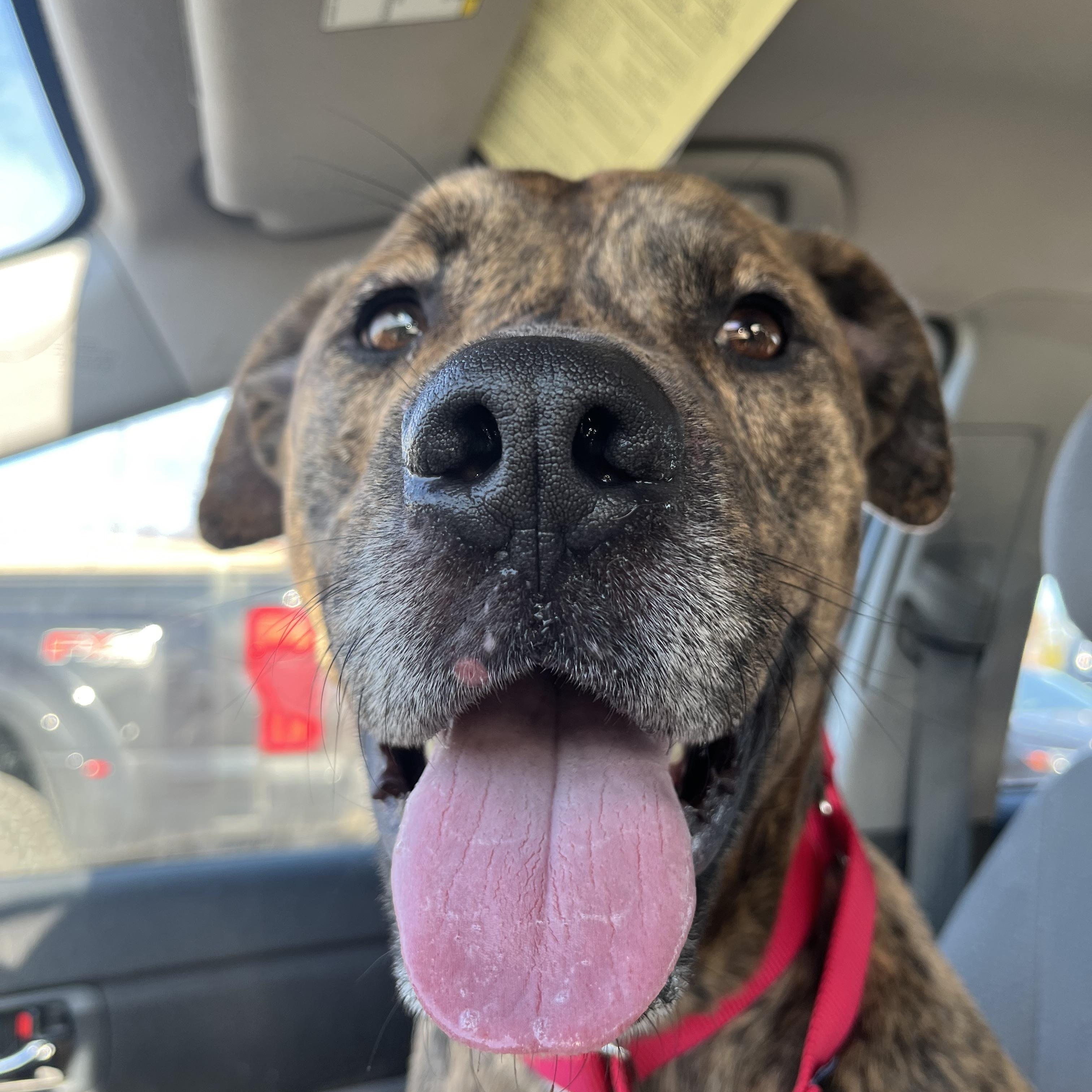 Bud, a Adoptable Pit Bull Terrier in Xenia, OH image 3/6