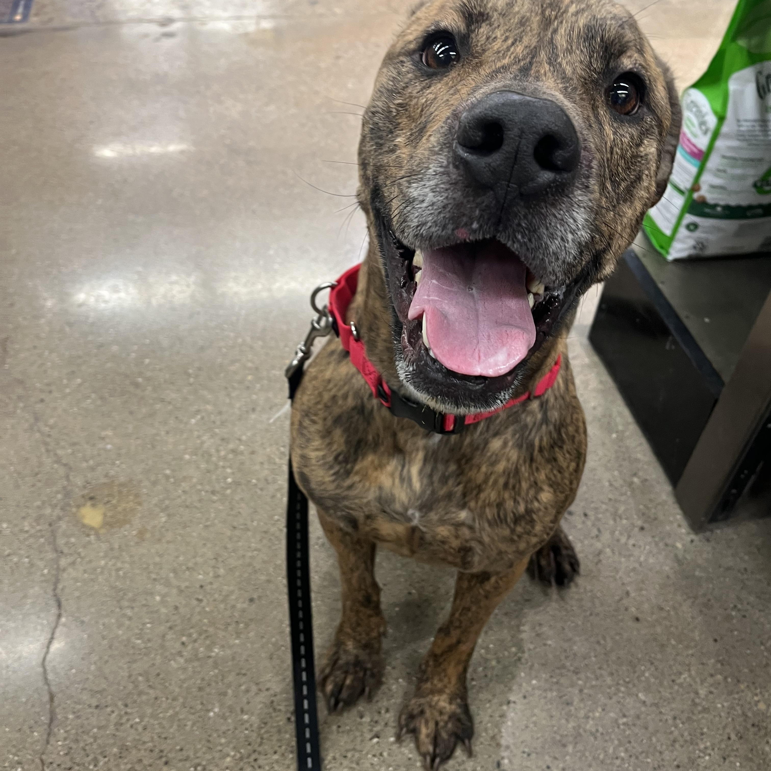 Bud, a Adoptable Pit Bull Terrier in Xenia, OH image 4/6