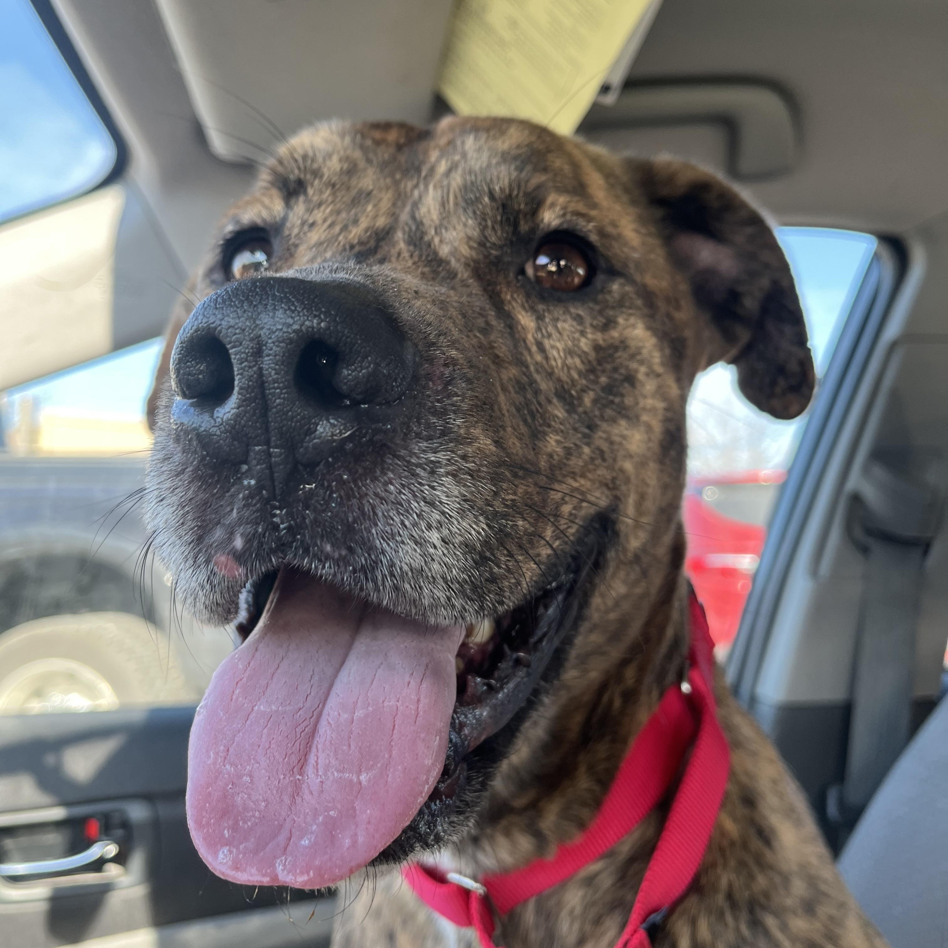 Bud, a Adoptable Pit Bull Terrier in Xenia, OH image 5/6