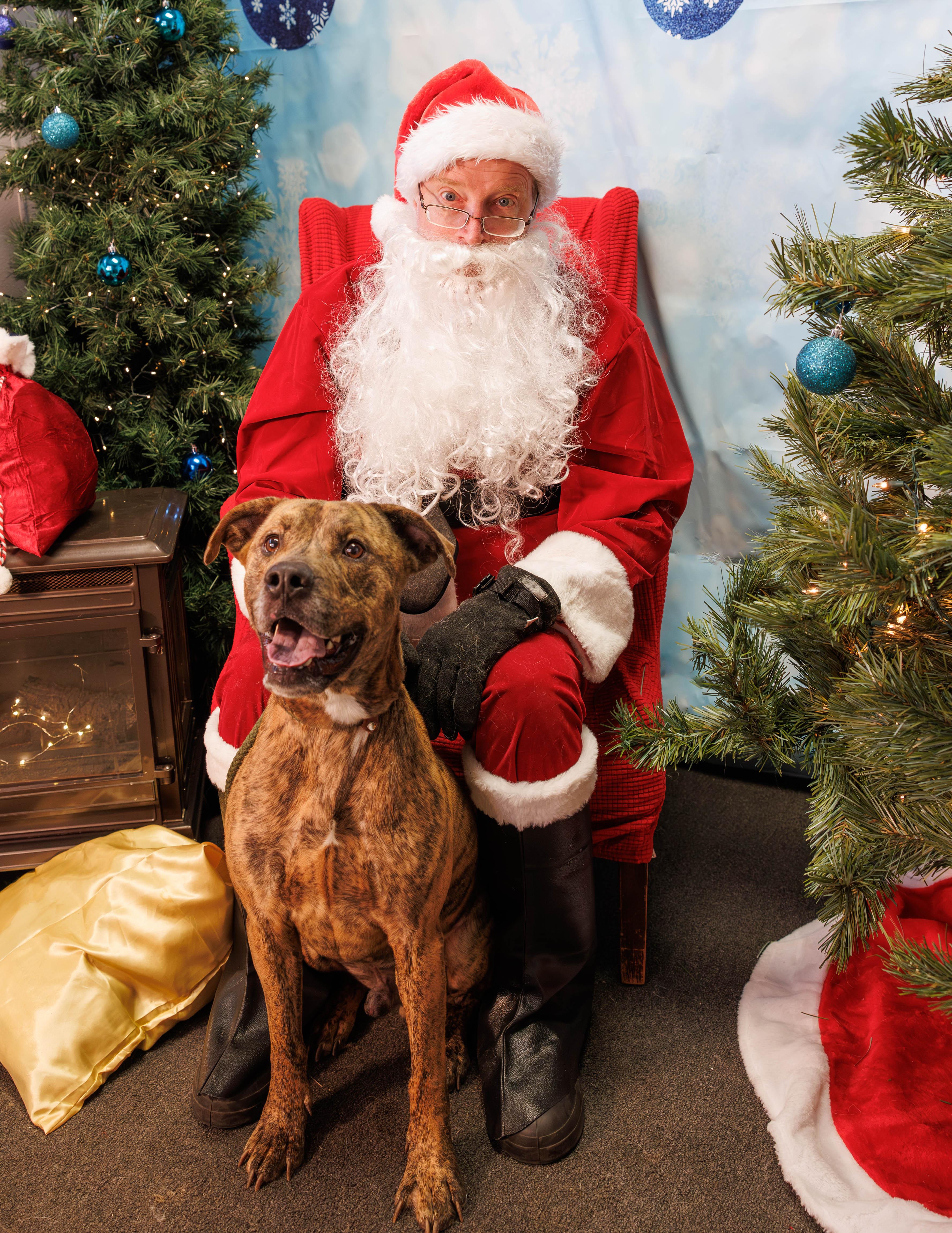 Bud, Adoptable, Adult Male Pit Bull Terrier.