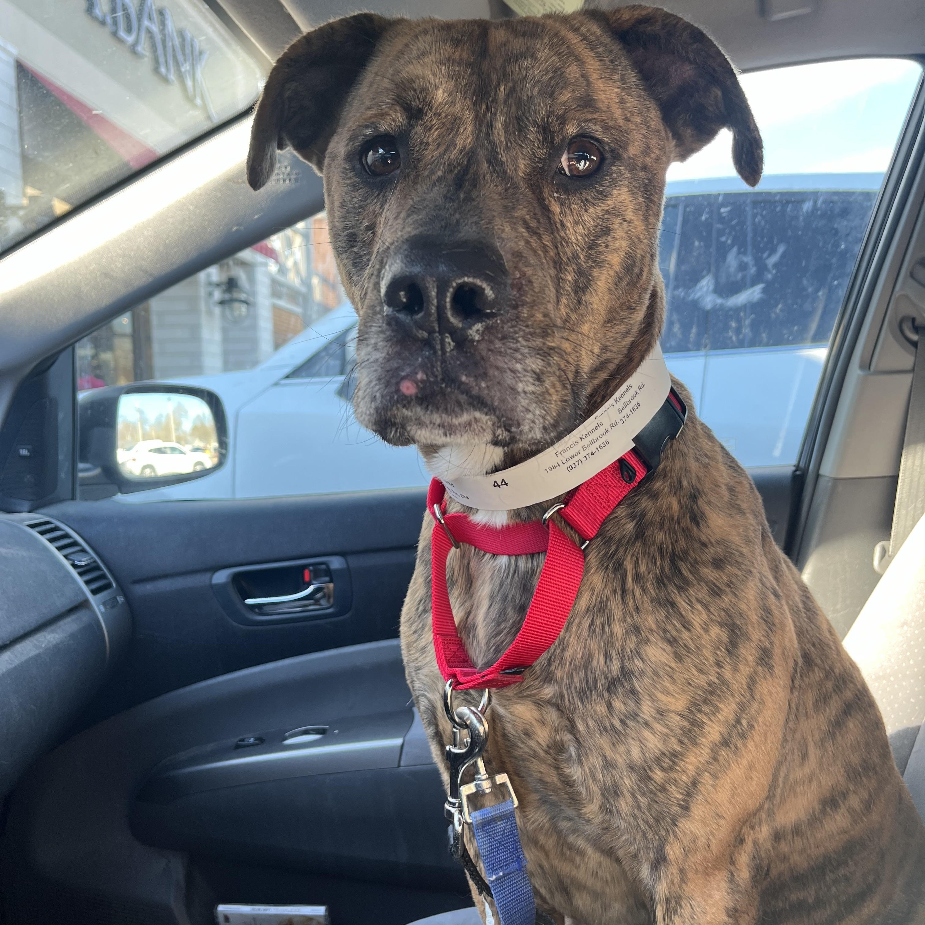 Bud, a Adoptable Pit Bull Terrier in Xenia, OH image 6/6