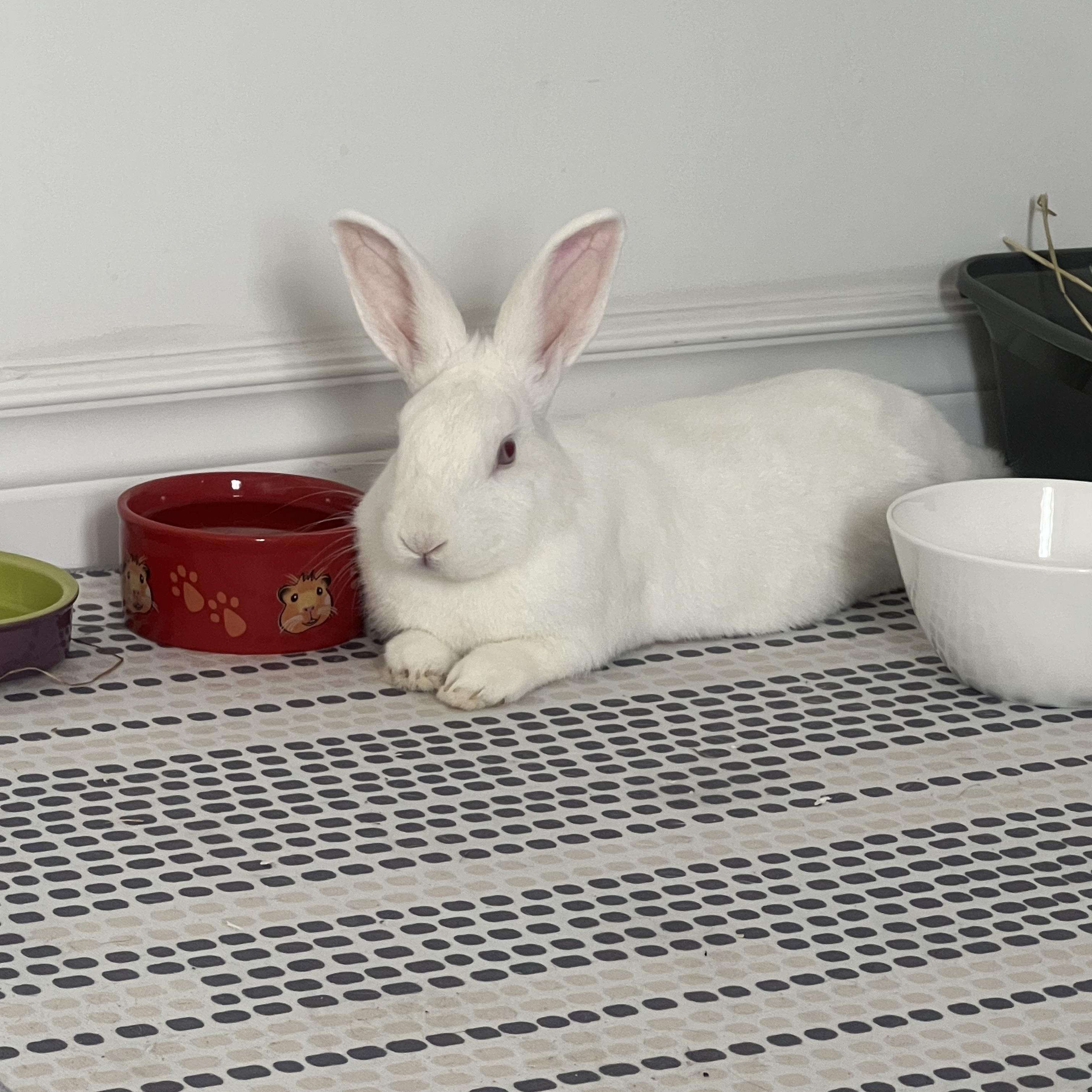 Pie, a Adoptable Florida White in Alliston, ON image 1/4