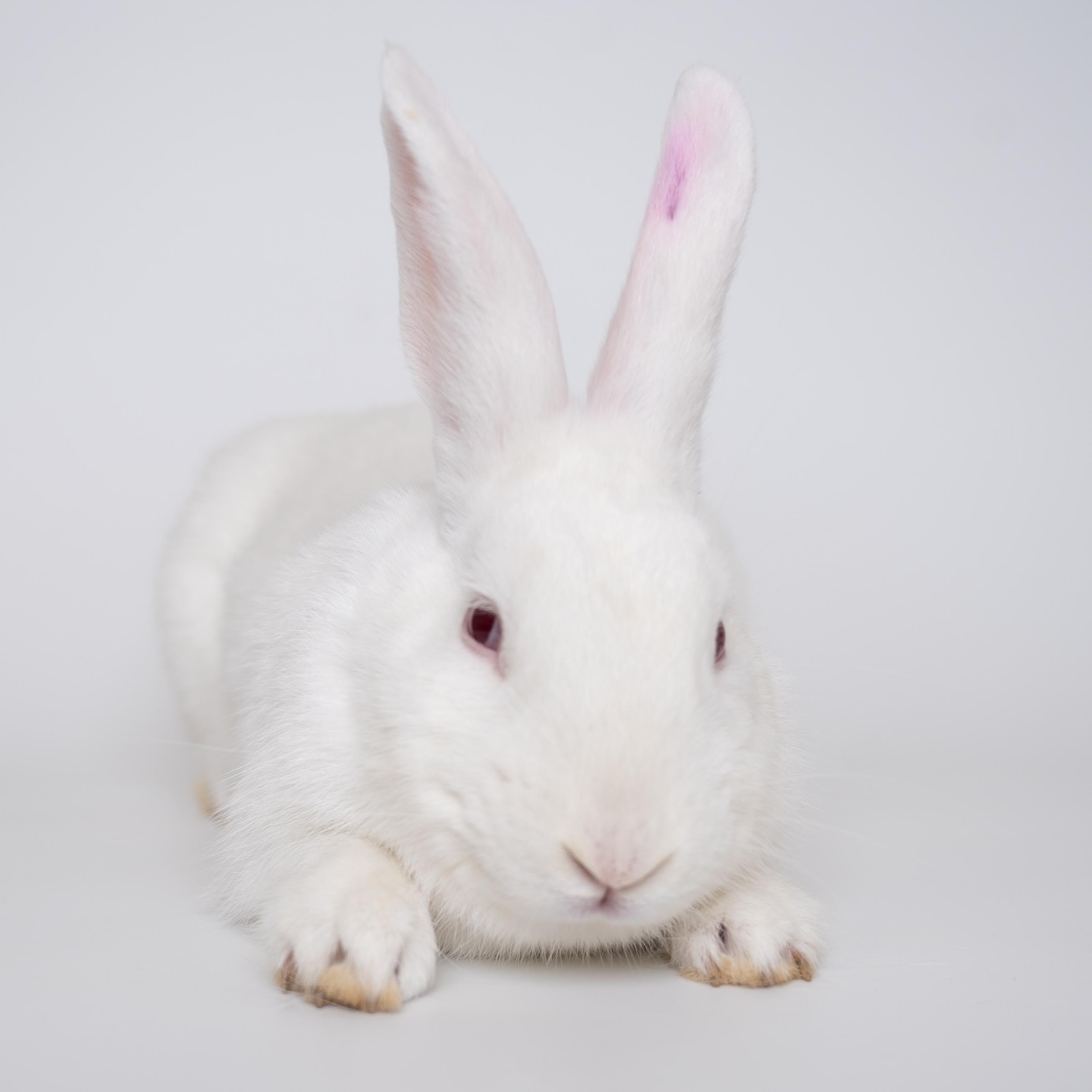 Pie, a Adoptable Florida White in Alliston, ON image 2/4