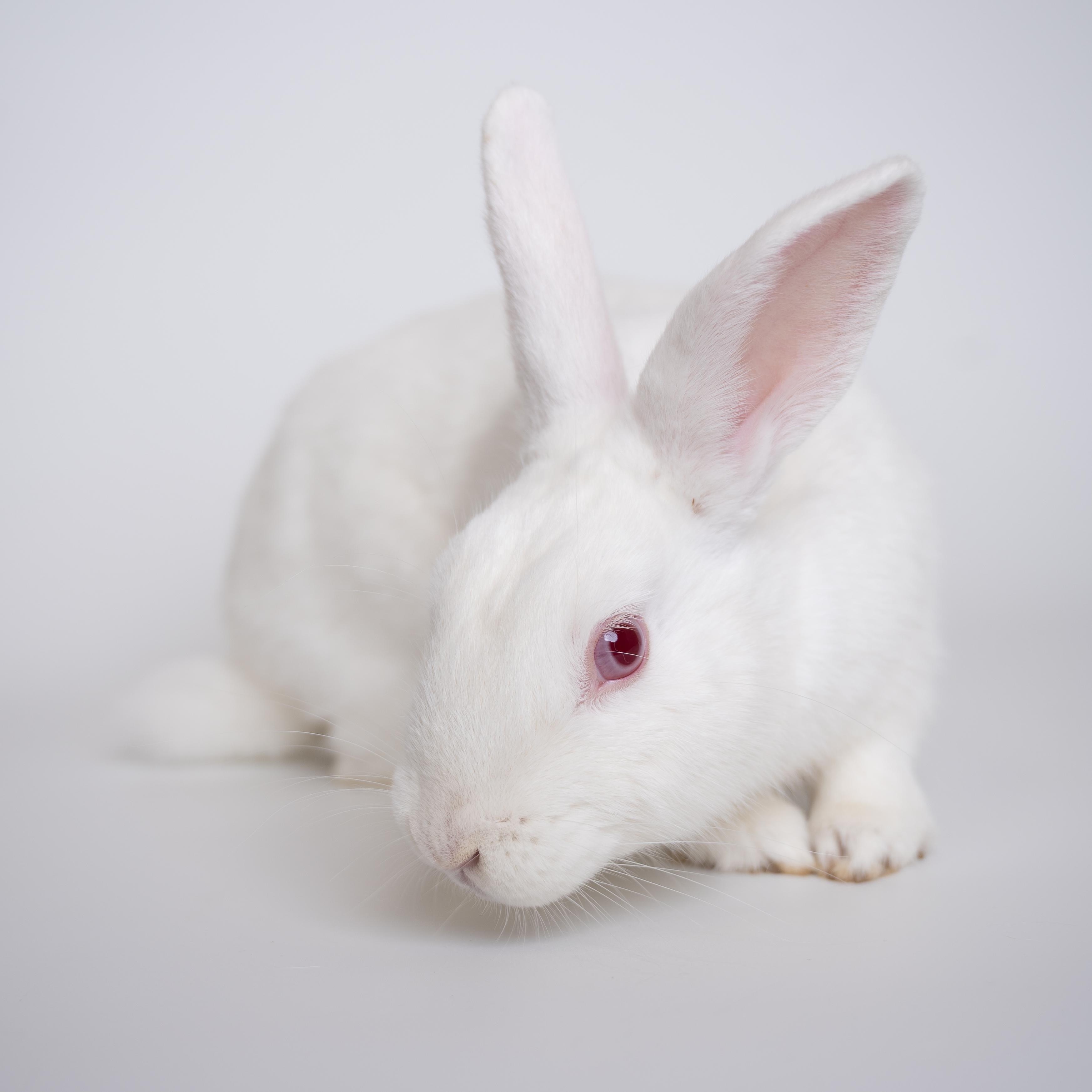 Pie, a Adoptable Florida White in Alliston, ON image 3/4