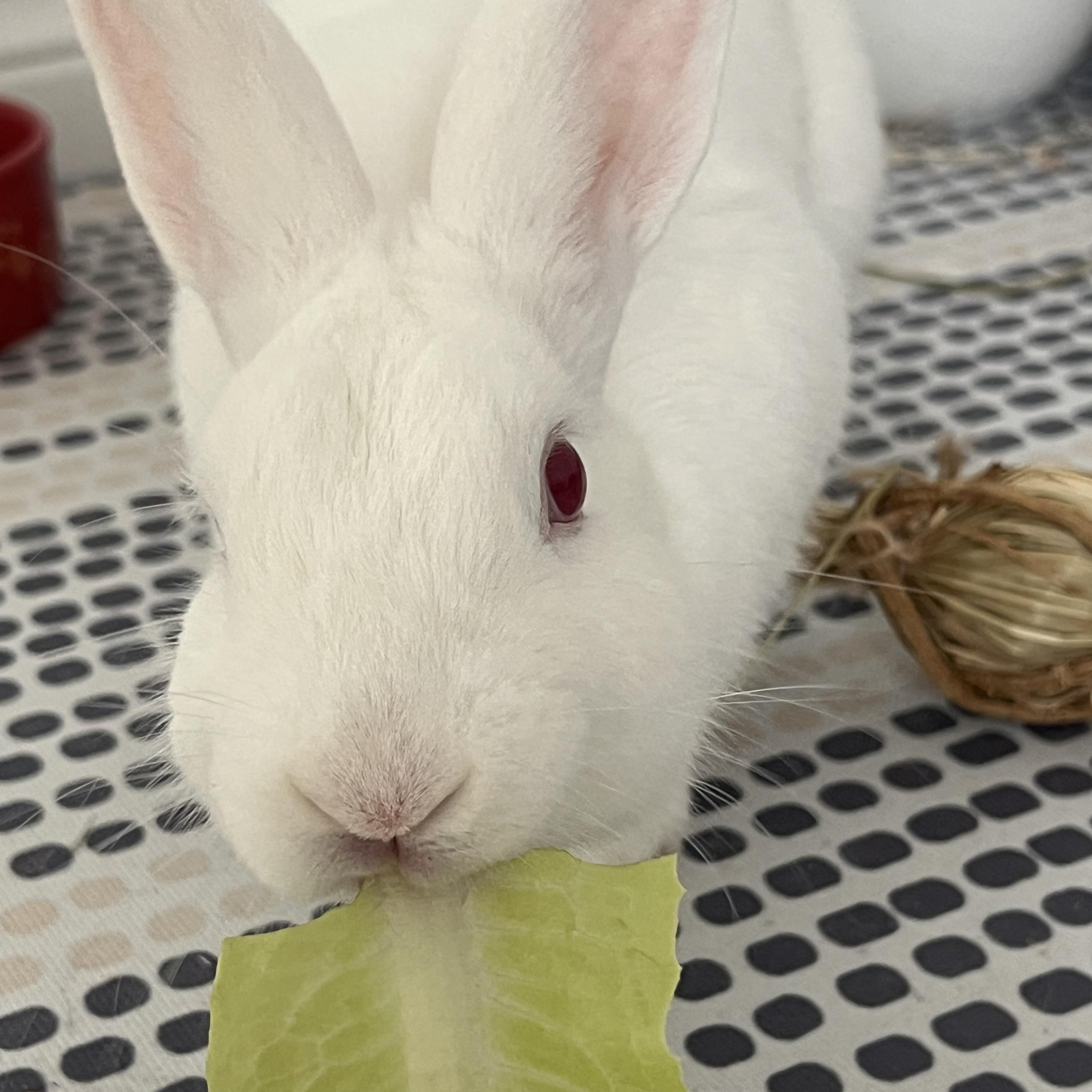 Pie, a Adoptable Florida White in Alliston, ON image 4/4