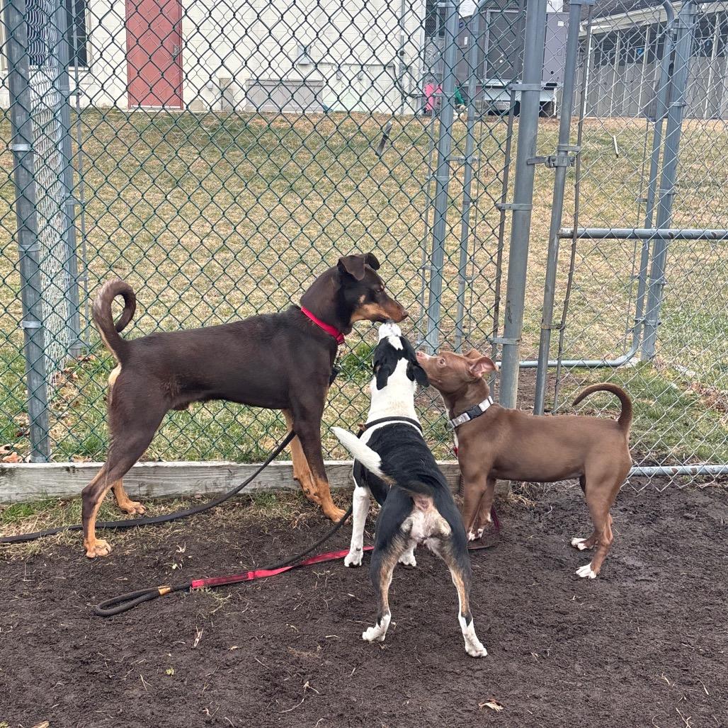 Colby, Adoptable, Adult Male Doberman Pinscher & Mixed Breed.